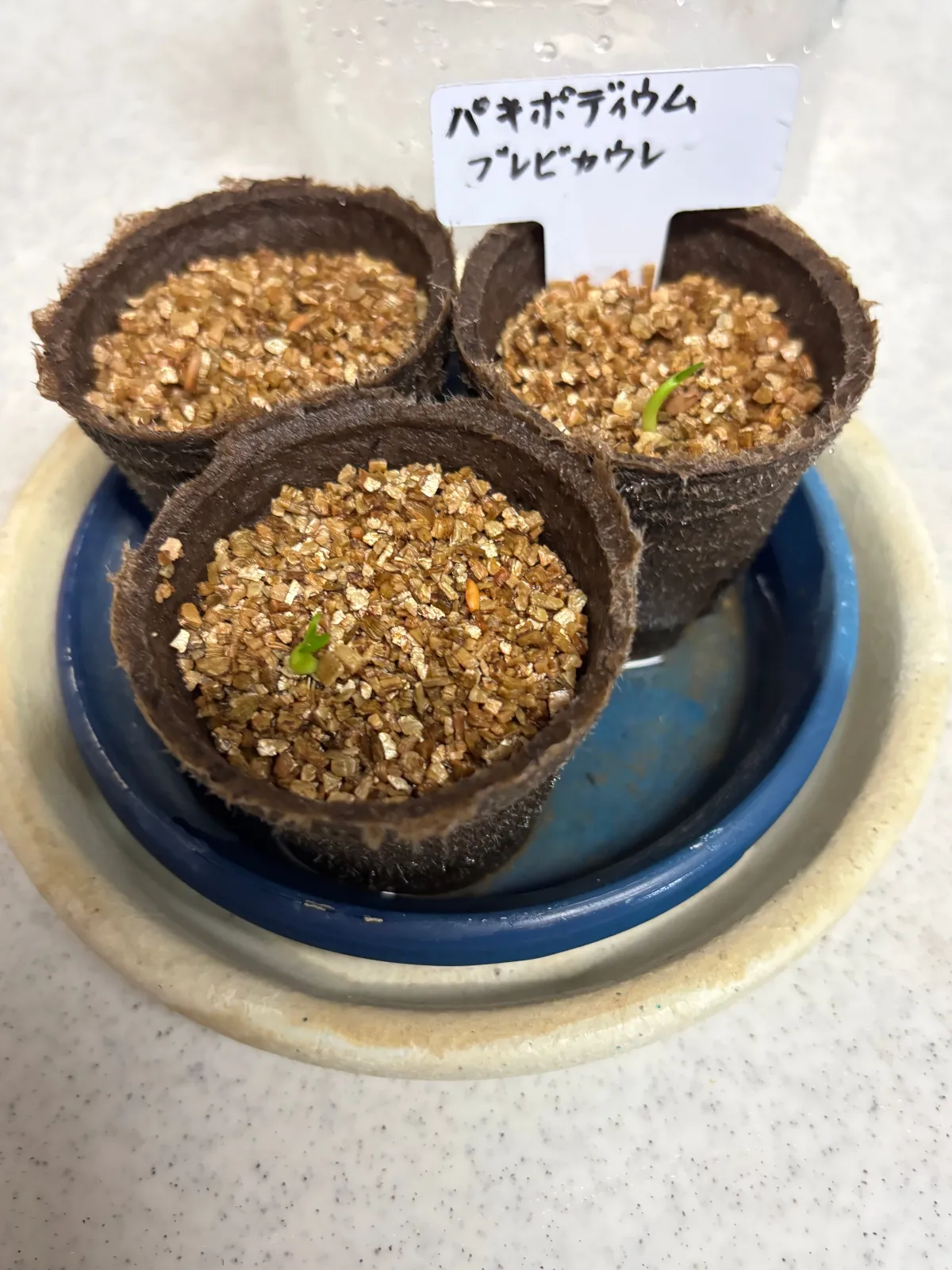 Pachypodium brevicaule (パキポディウム ブレビカウレ（長茎） ())