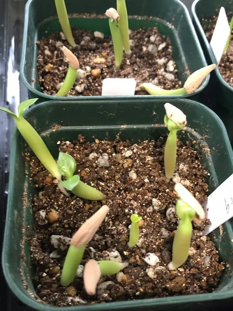 Adenium arabicum Black Stem (アデニウム アラビカム ブラックステム)