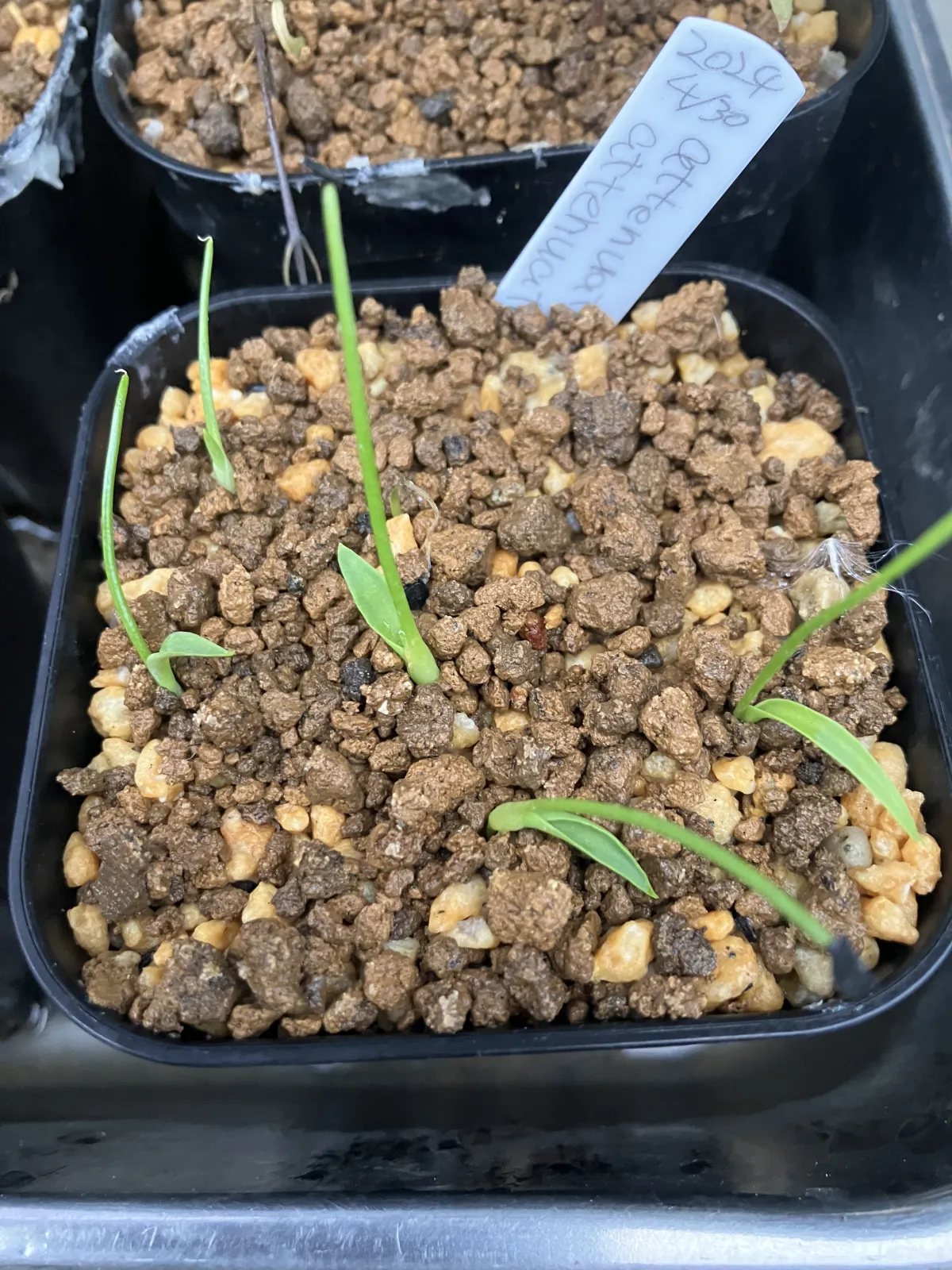 Agave attenuata (アガベ アテナータ 初緑)