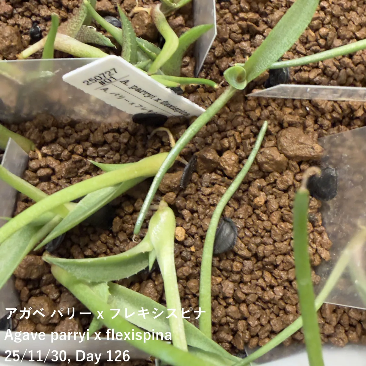 Agave parryi x flexispina (アガベ パリー x フレキシスピナ)