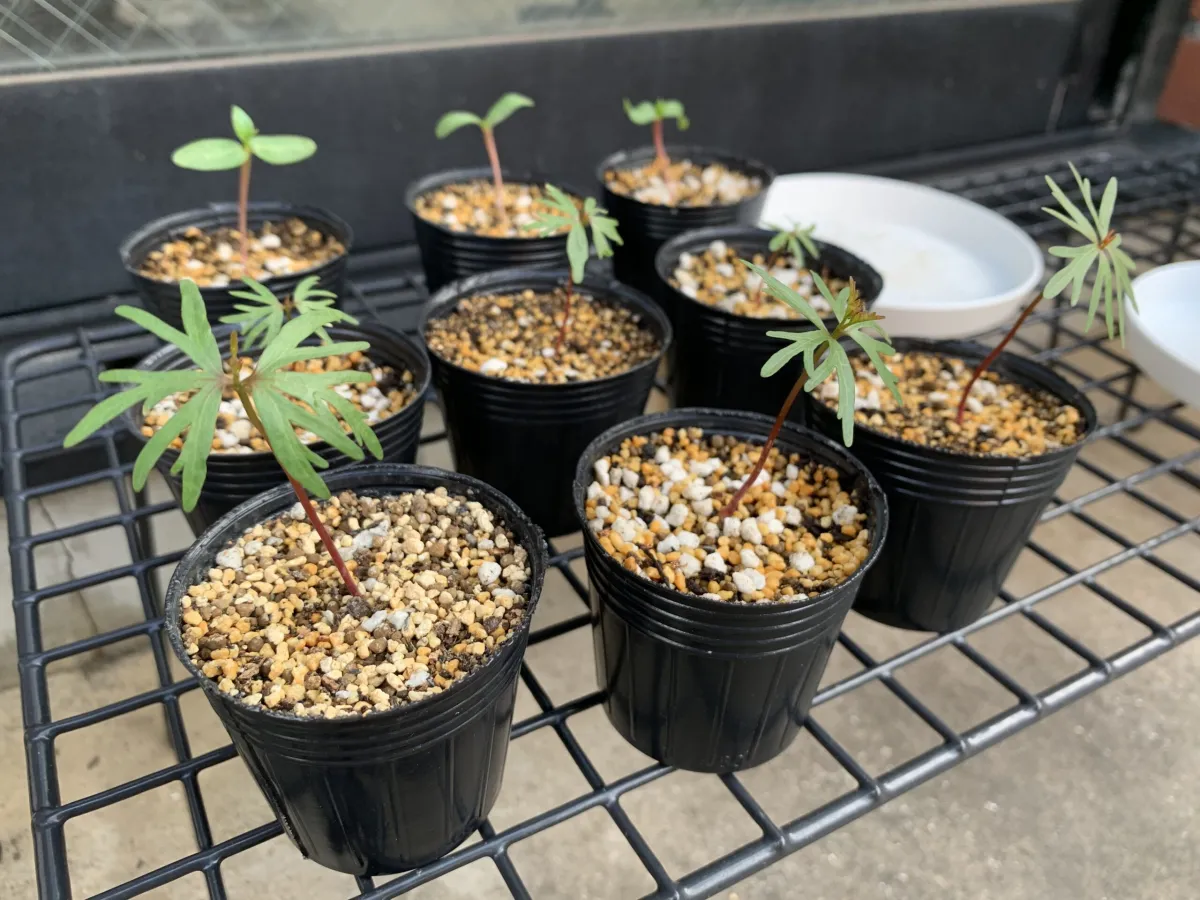 Bursera fagaroides (ブルセラ ファガロイデス)