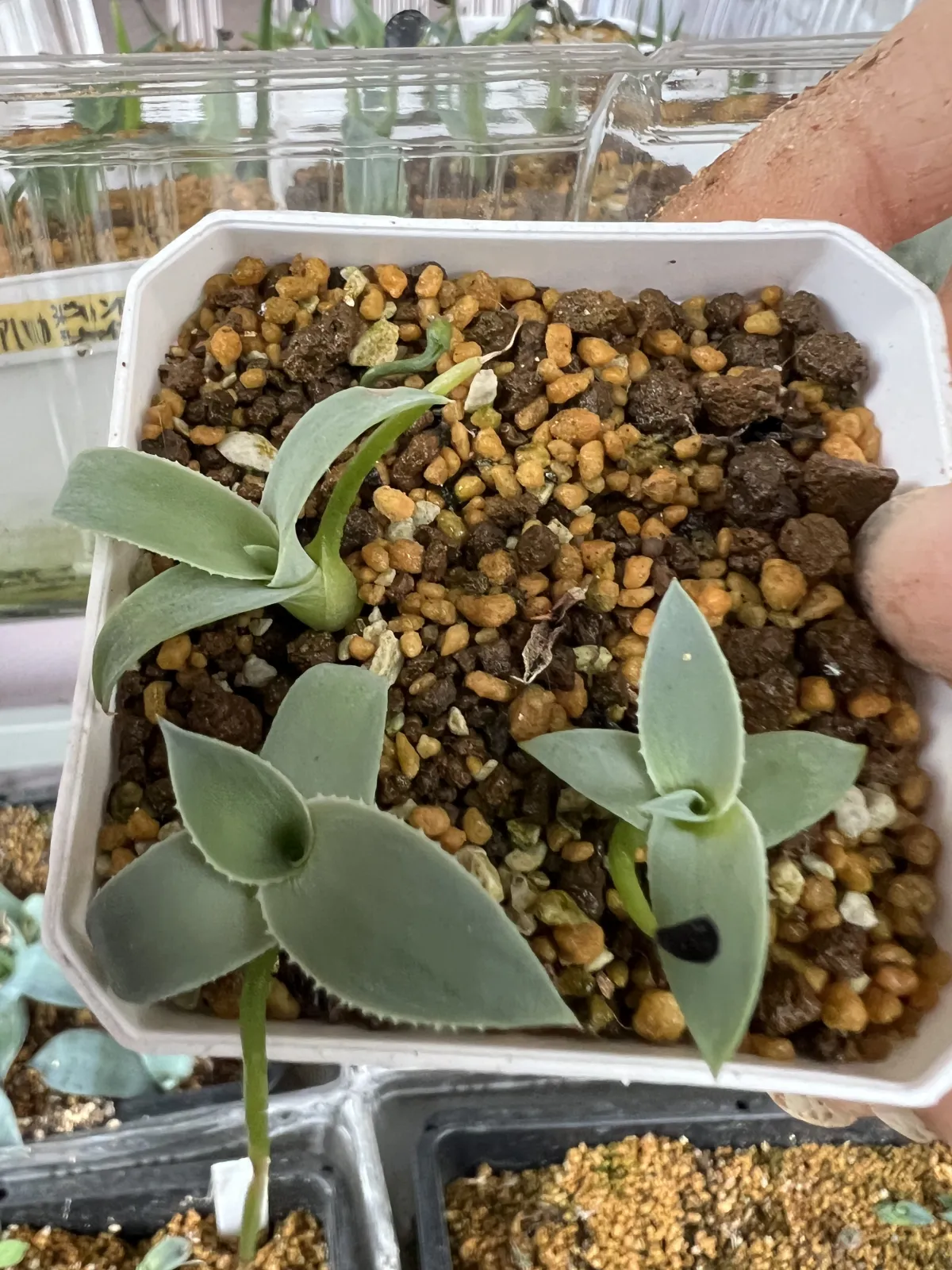 Agave gypsicola (アガベ ジブシコーラ)