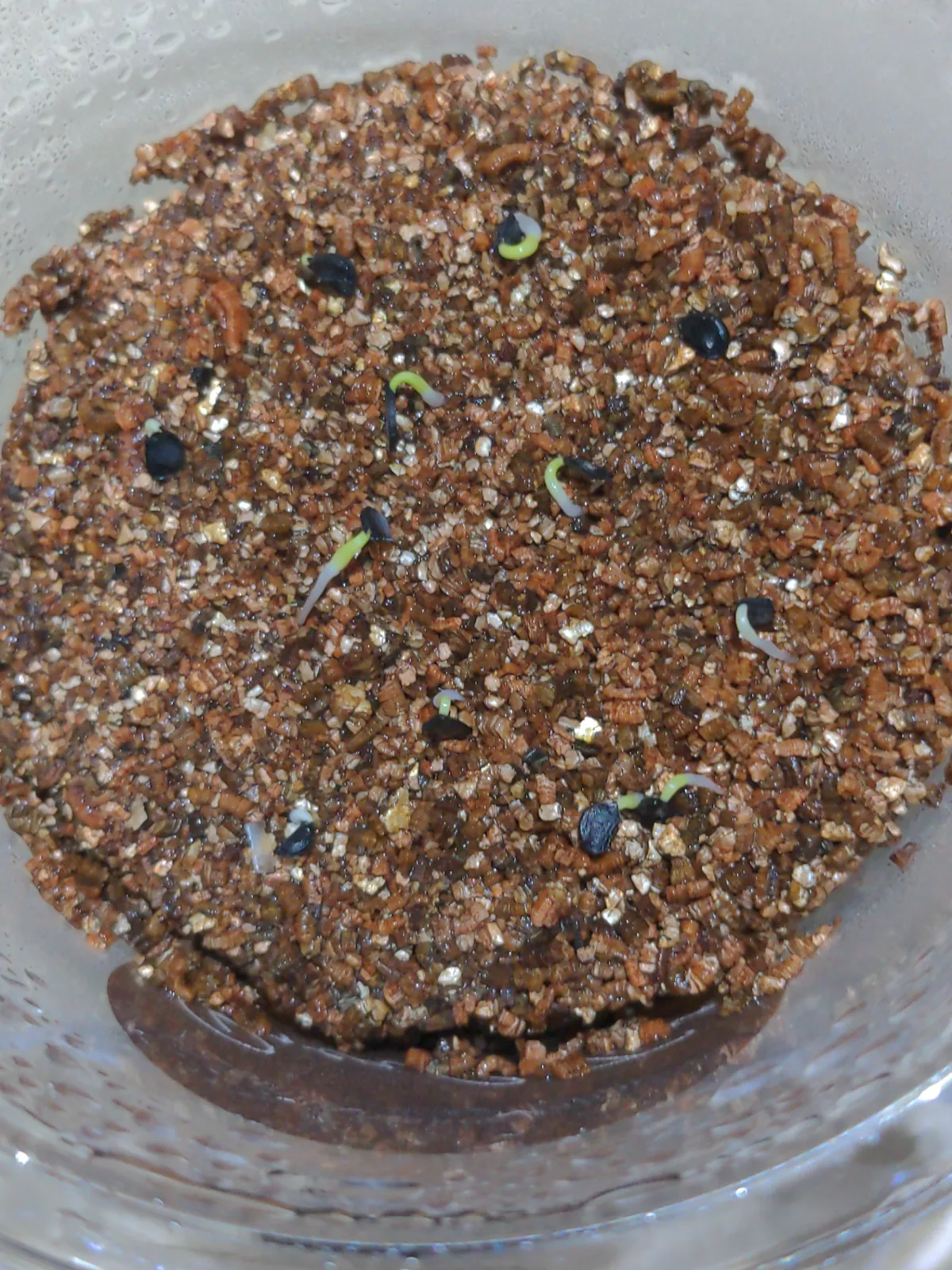 Agave utahensis var. eborispina 'Hayford' (アガベ エボリスピナ ヘイフォード)