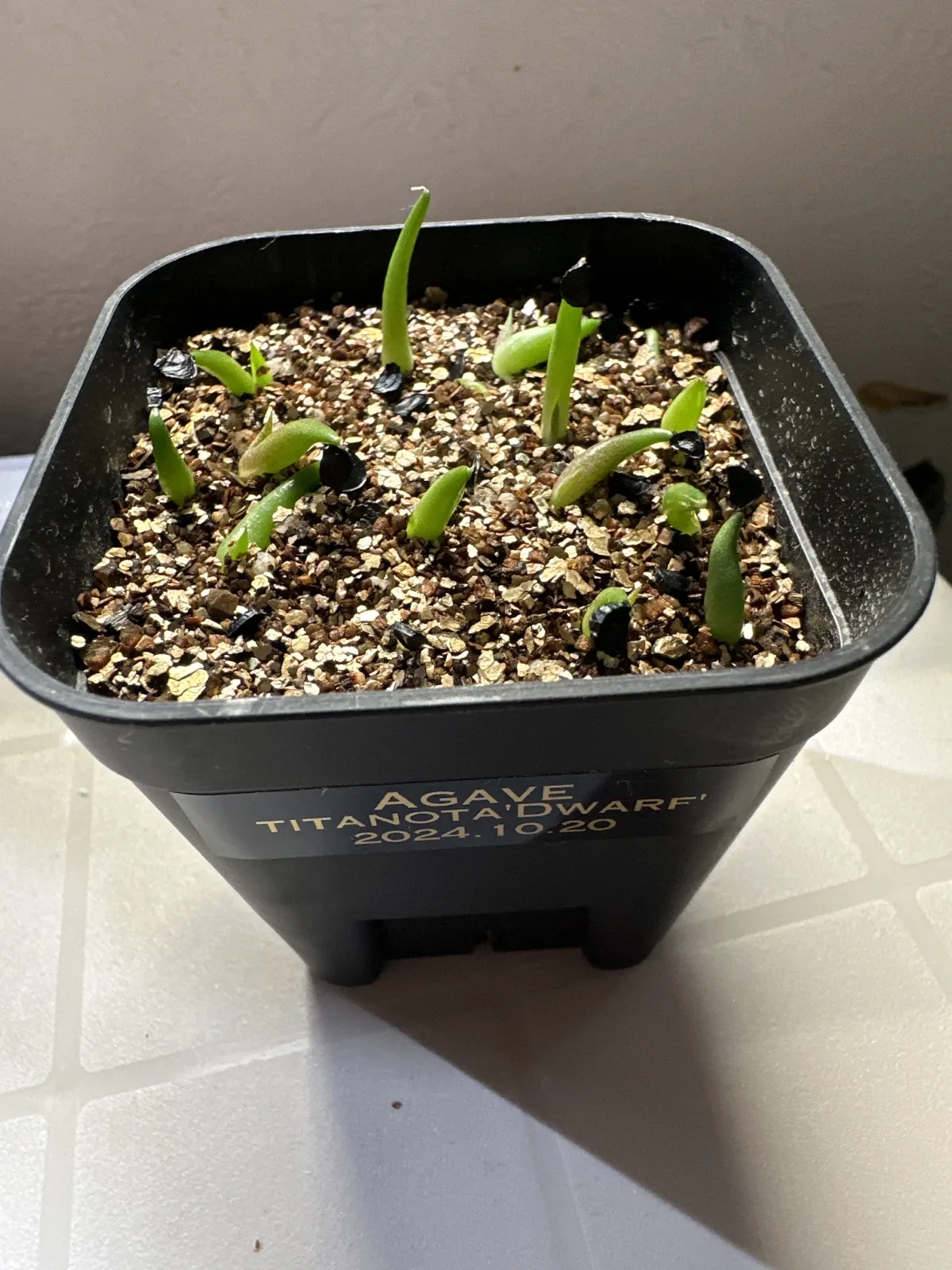 Agave titanota (アガベ チタノタ ドワーフ)