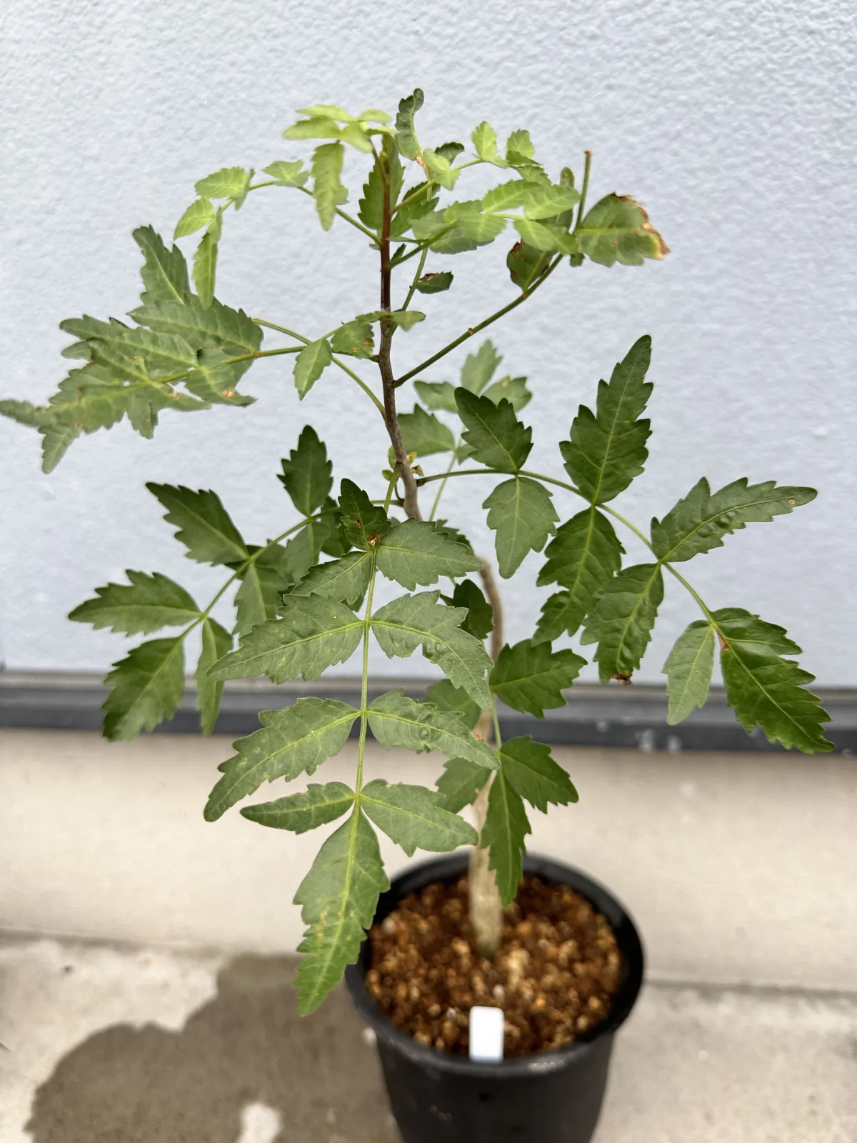 Pachycormus discolor (パキコルムス ディスカラー)