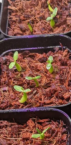 Pachypodium rosulatum ssp. rosulatum (パキポディウム ロスラーツム)