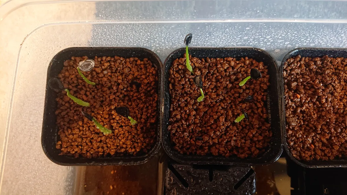 Agave mapisaga (アガベ マピサガ)