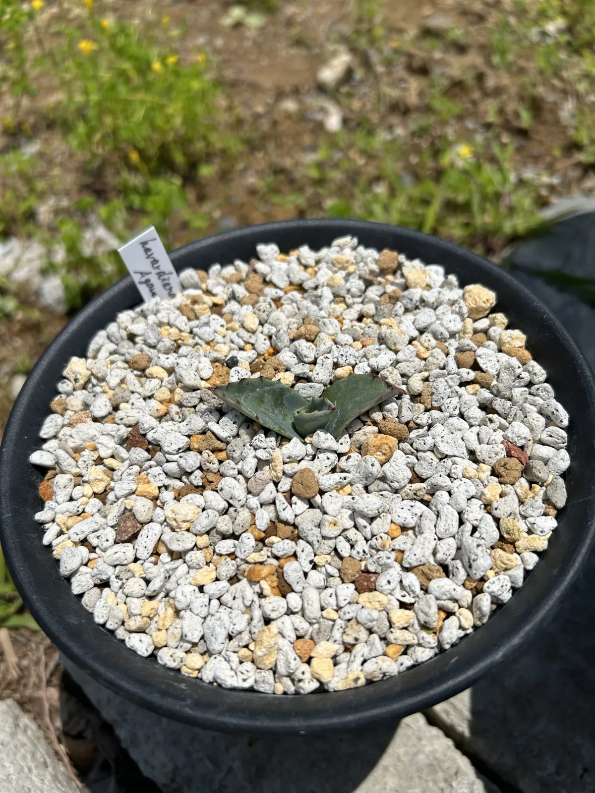 Agave havardiana (アガベ ハバルディアナ)