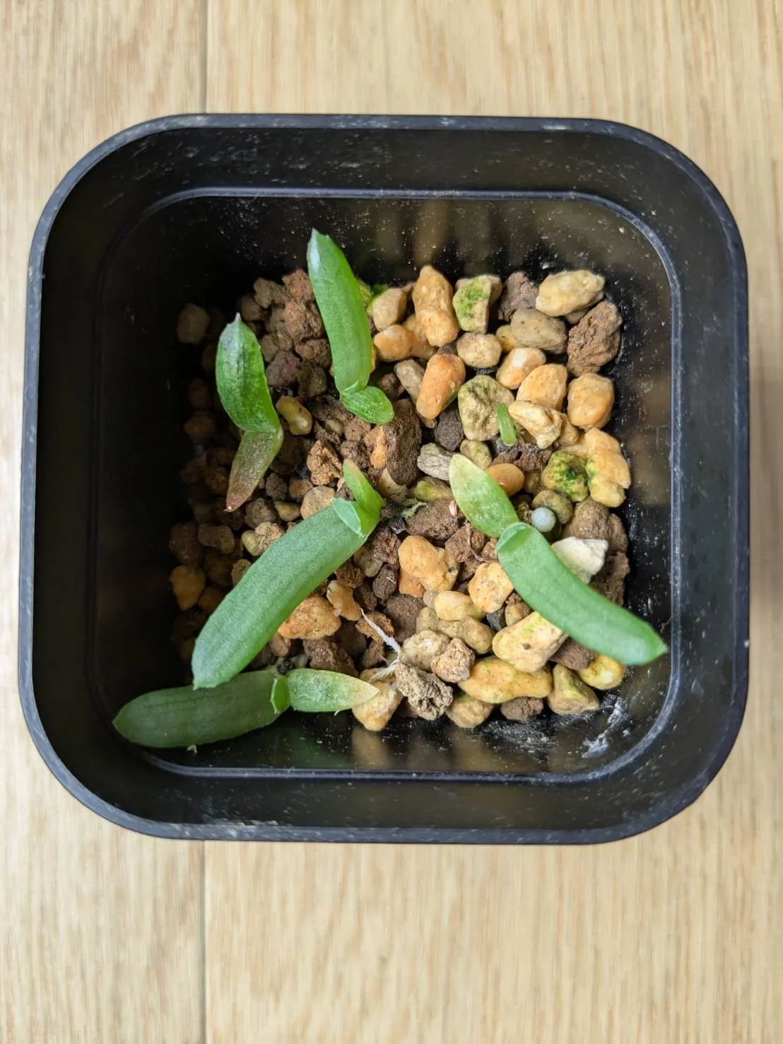 Aloe mutabilis (アロエ ミュータビリス)