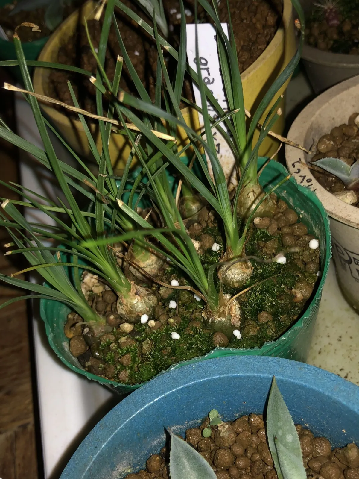 Beaucarnea gracilis (ボーカルネア グラキリス)