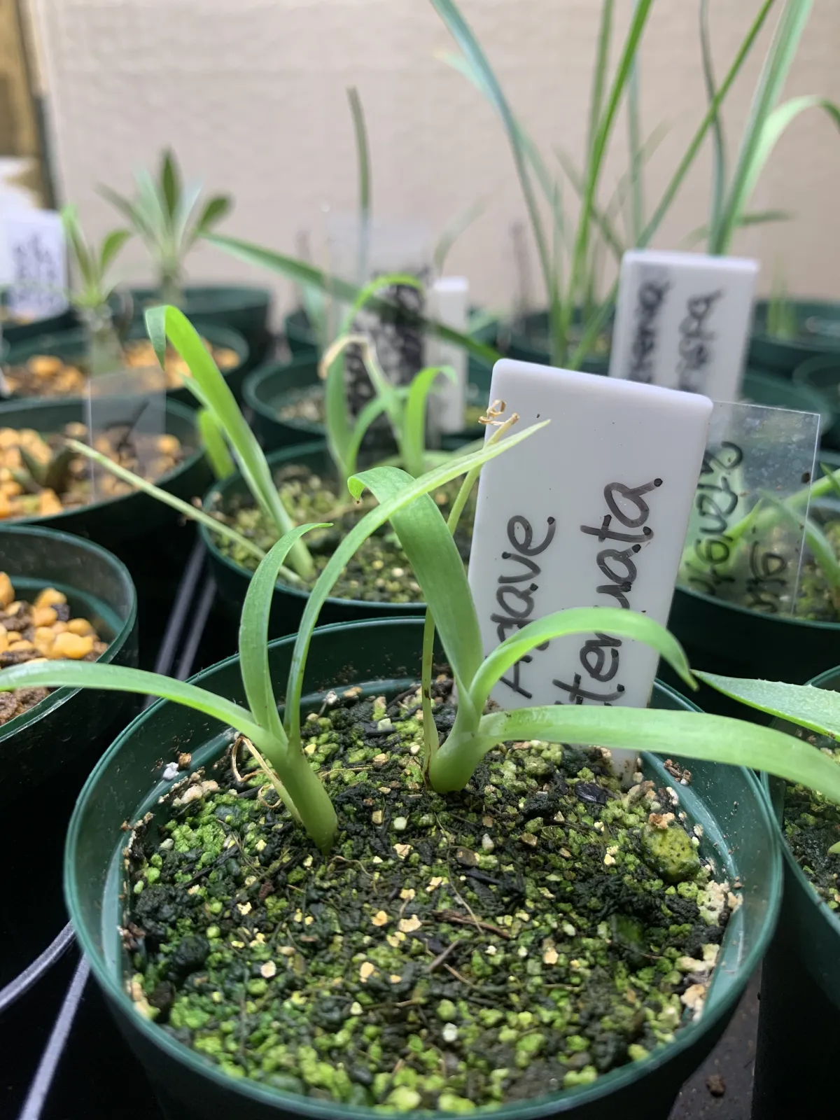 Agave attenuata (アガベ アテナータ 初緑)