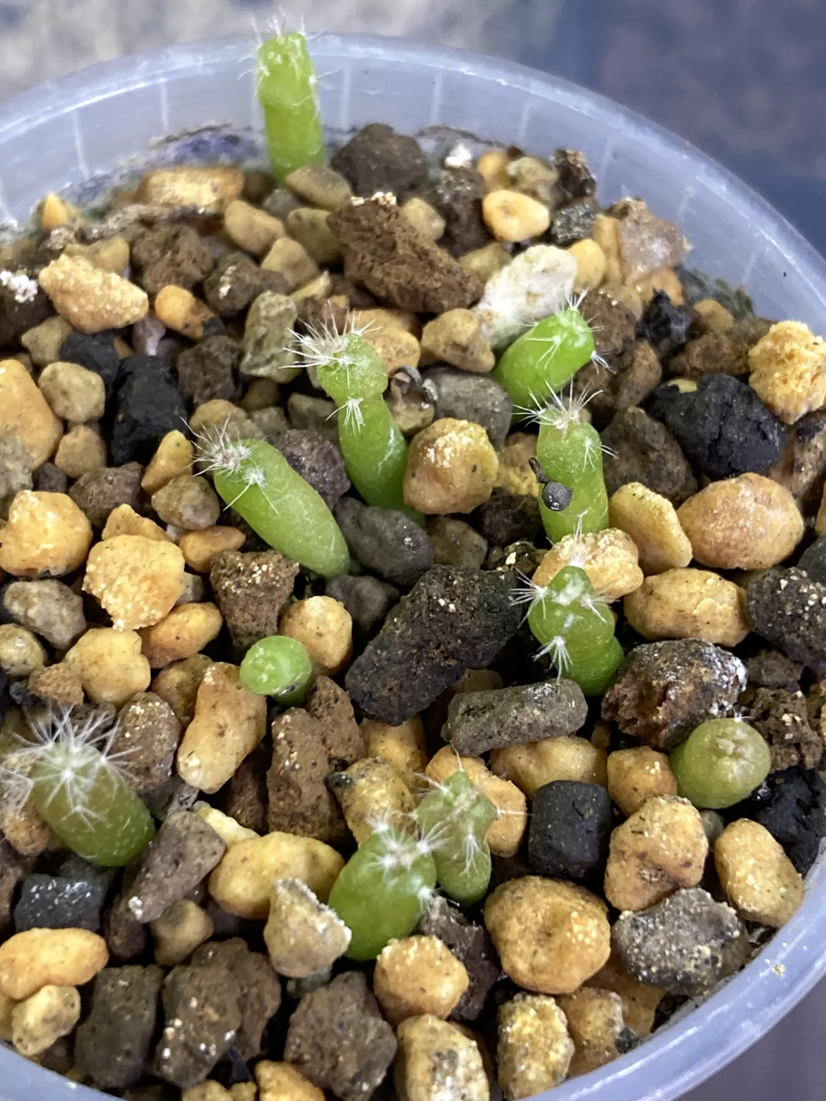 Stenocactus zacatecasensis subsp. zacatecasensis (エキノフォスロカクタス ザカテカセンシス)