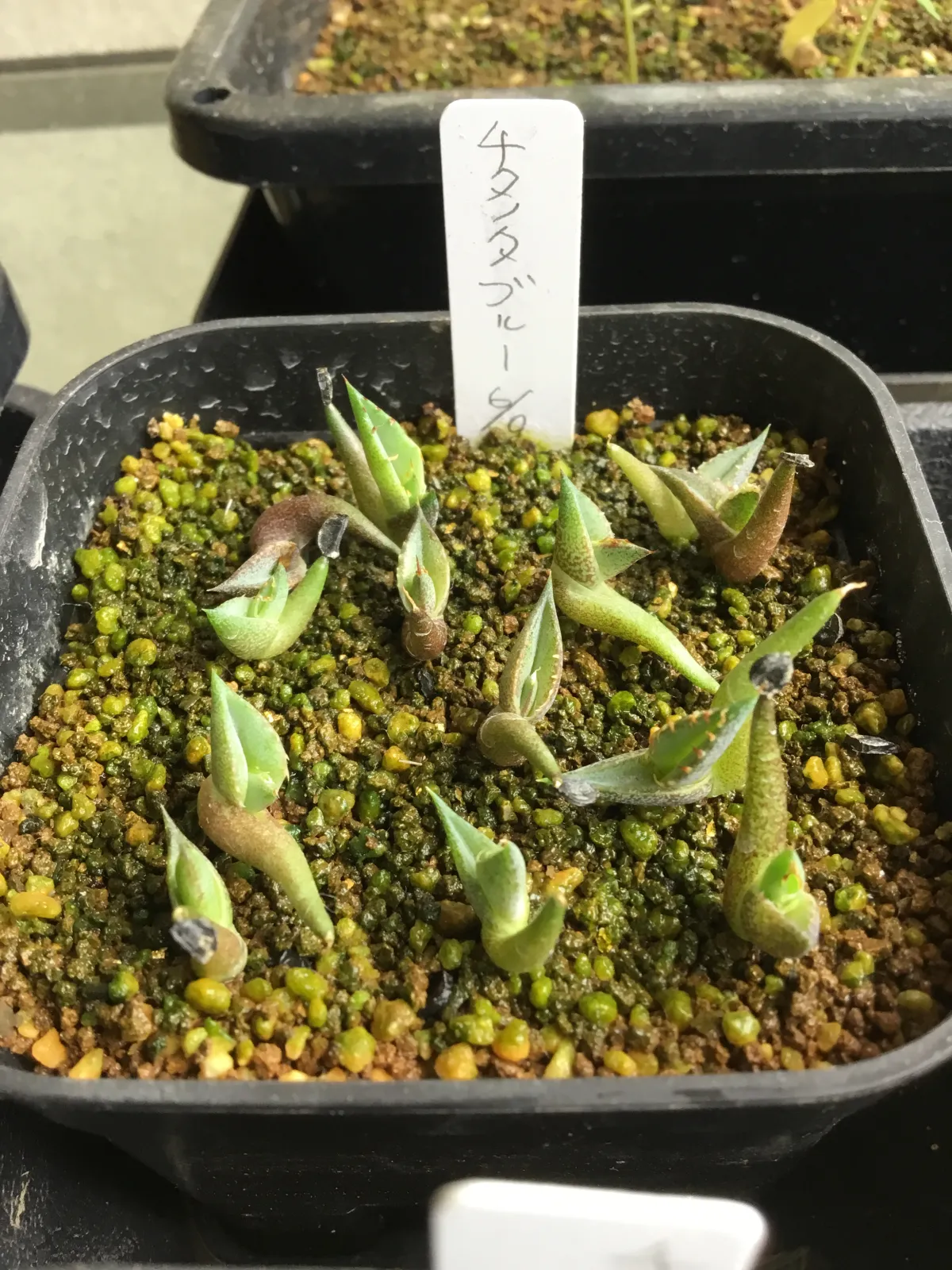 Agave titanota 'Blue' (アガベ チタノタブルー)