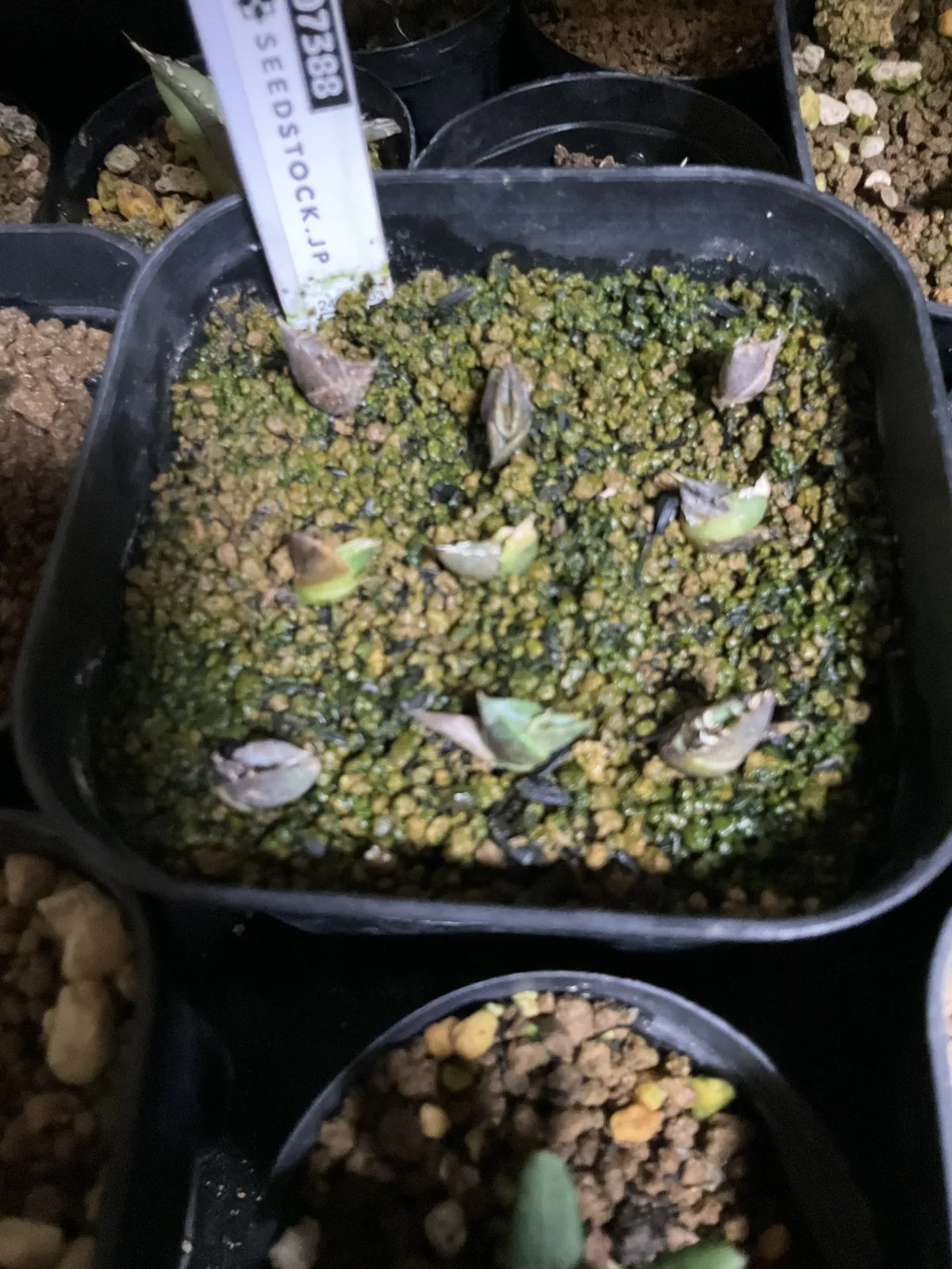  アガベ オテロイ Lot.2023E（2023年ロット）