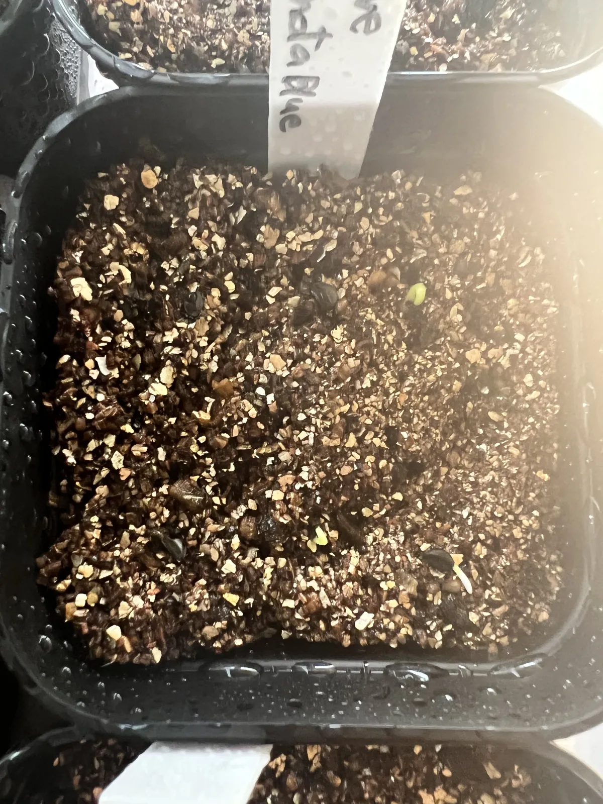 Agave titanota 'Blue' (アガベ チタノタブルー)