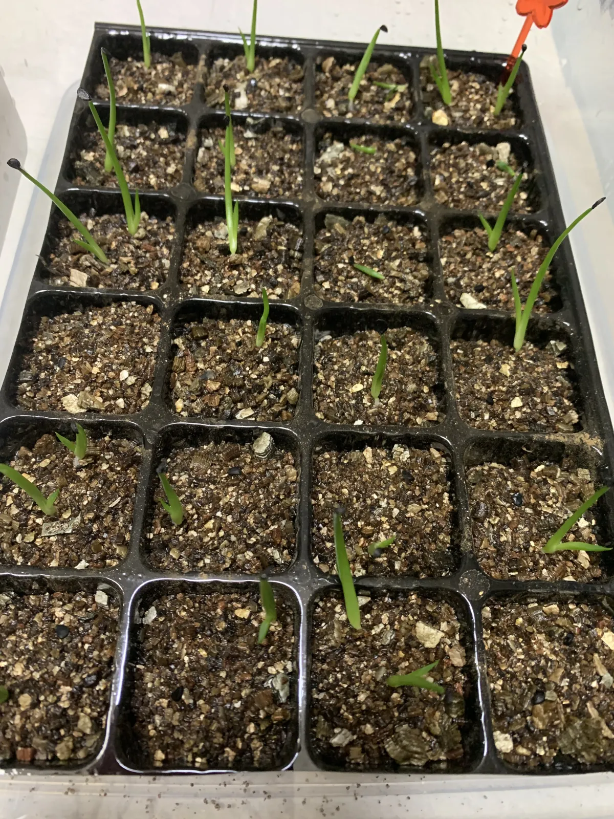 Agave filifera var. compacta (アガベ フィリフェラコンパクタ)