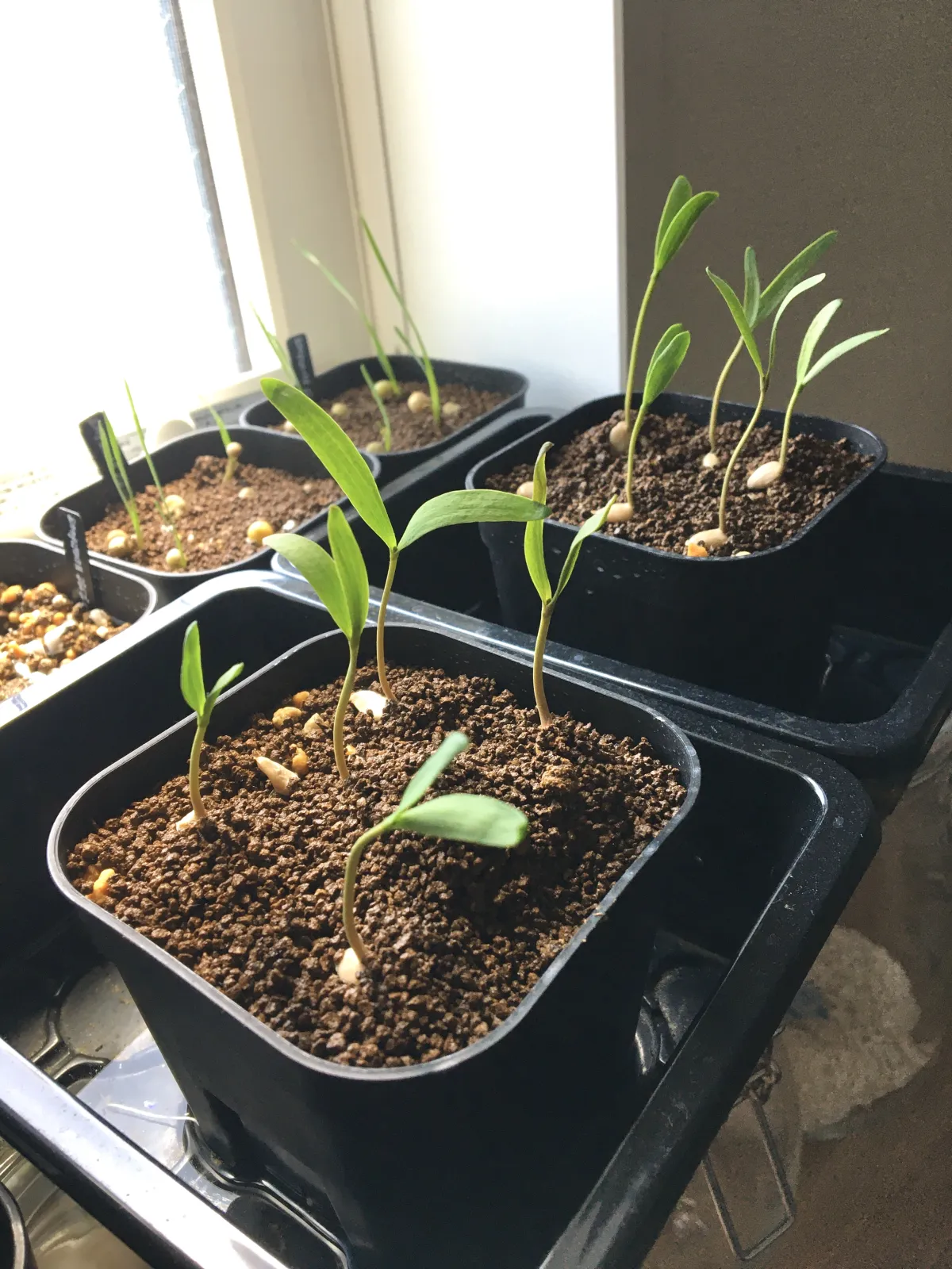 Welwitschia mirabilis (ウェルウィッチア ミラビリス 奇想天外)