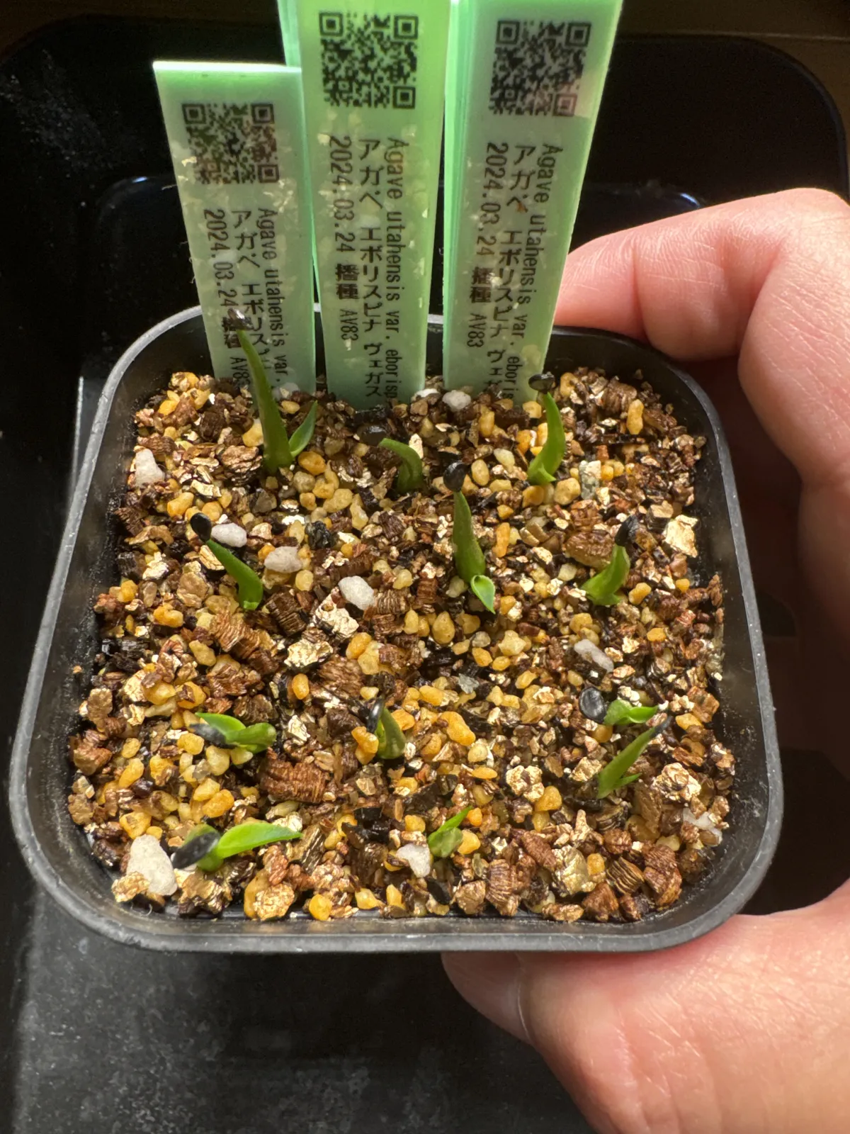 Agave utahensis var. eborispina 'Vegas' (アガベ エボリスピナ ヴェガス)