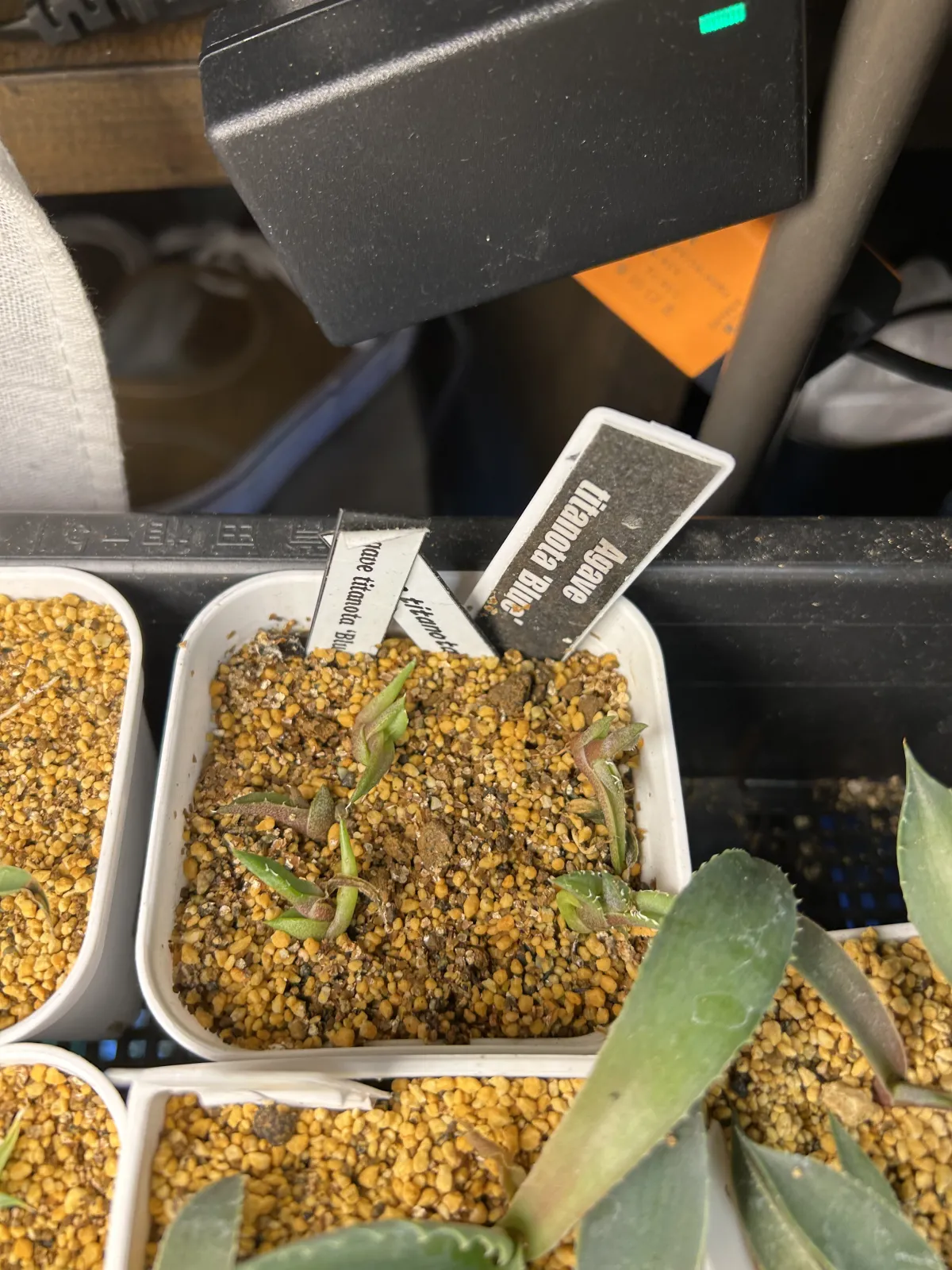 Agave titanota 'Blue' (アガベ チタノタブルー)