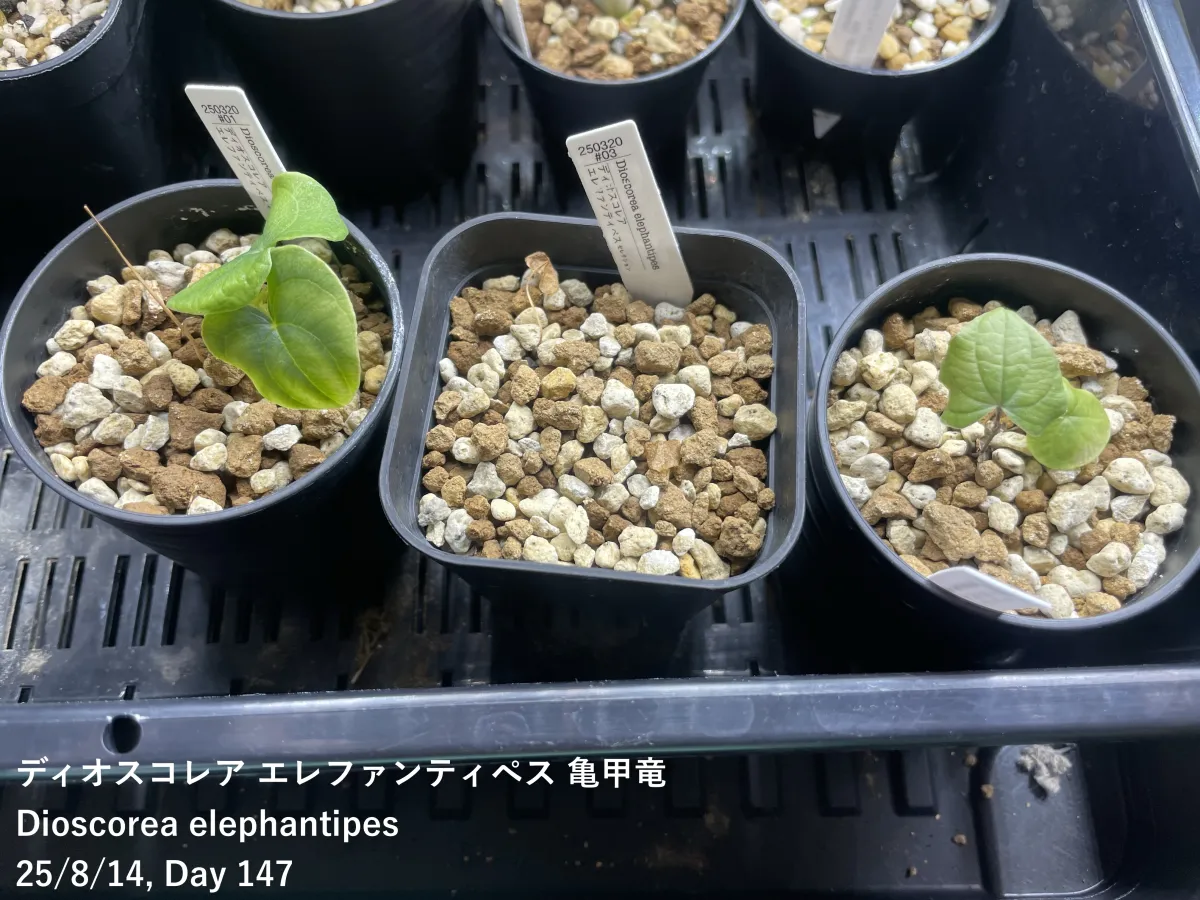 Dioscorea elephantipes (ディオスコレア エレファンティペス セレクション)
