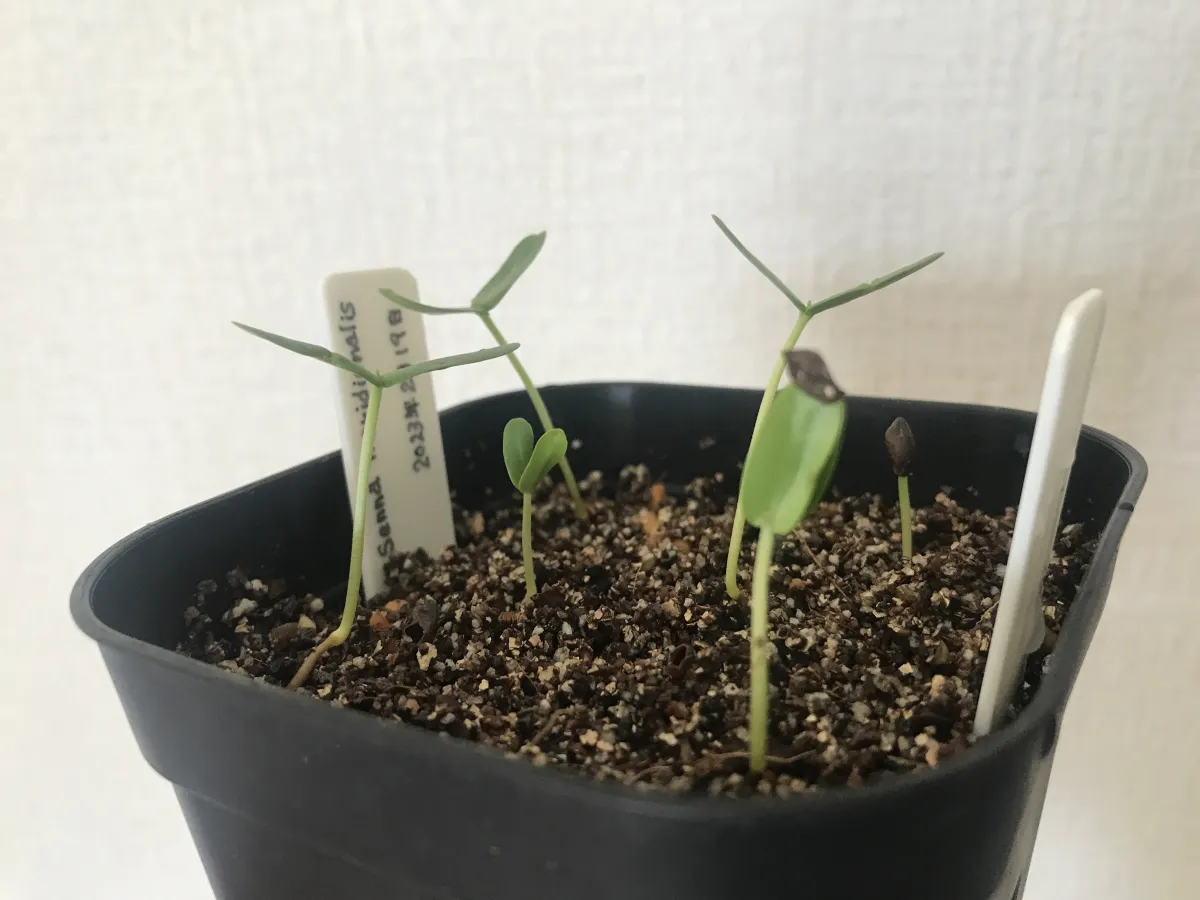 Senna meridionalis (センナ メリディオナリス)