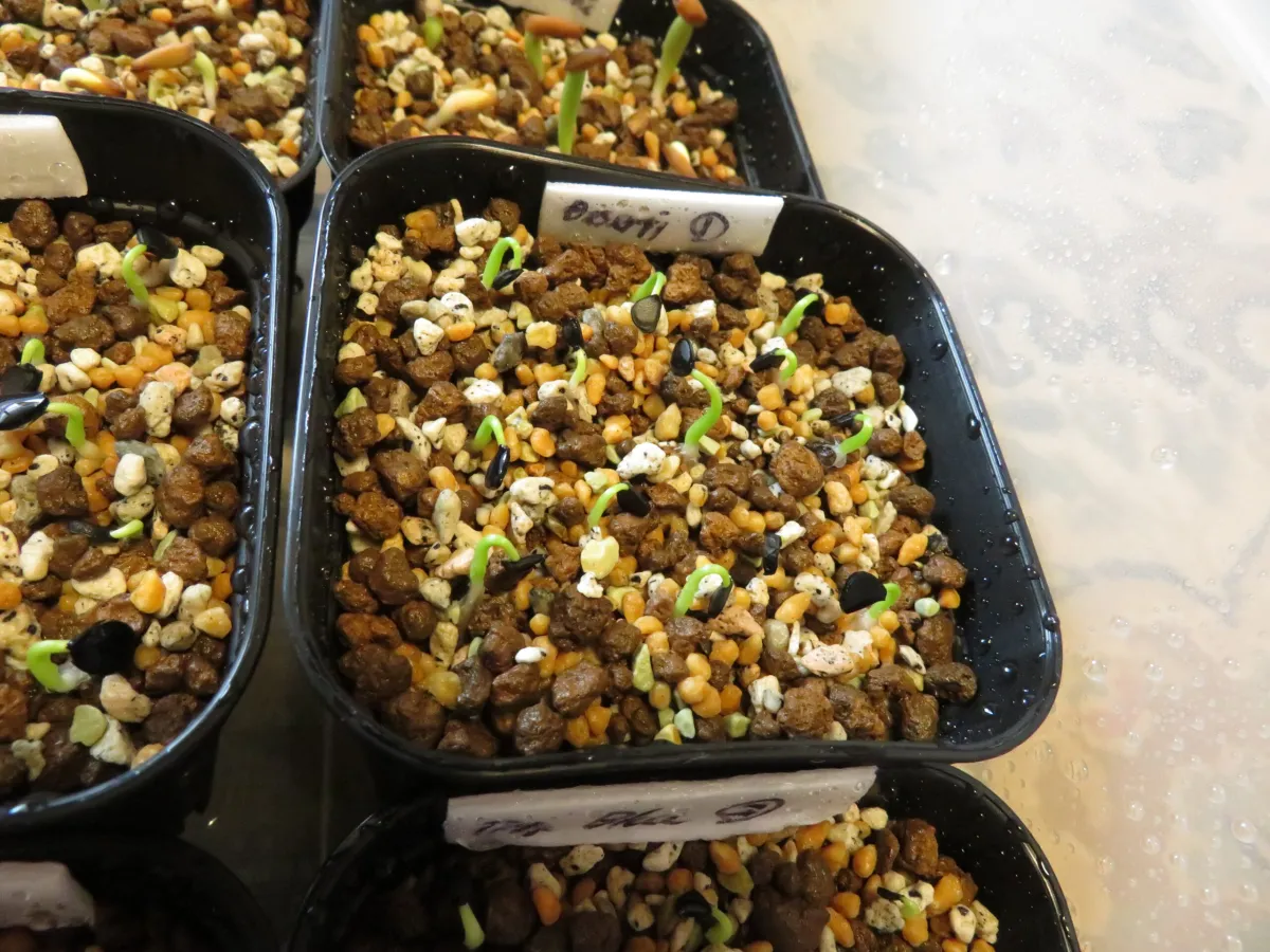 Agave deserti var. deserti (アガベ デザーティ)