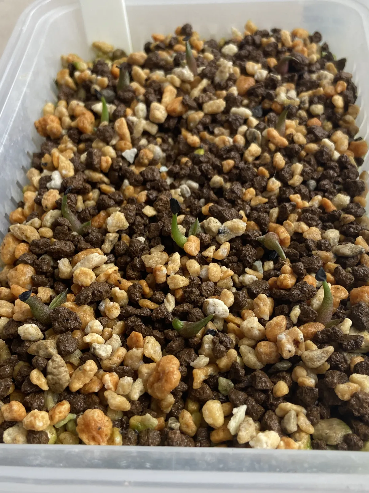 Agave oteroi (アガベ オテロイ)