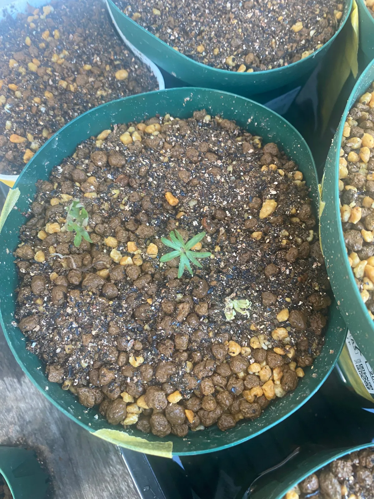 Boswellia neglecta (ボスウェリア ネグレクタ)