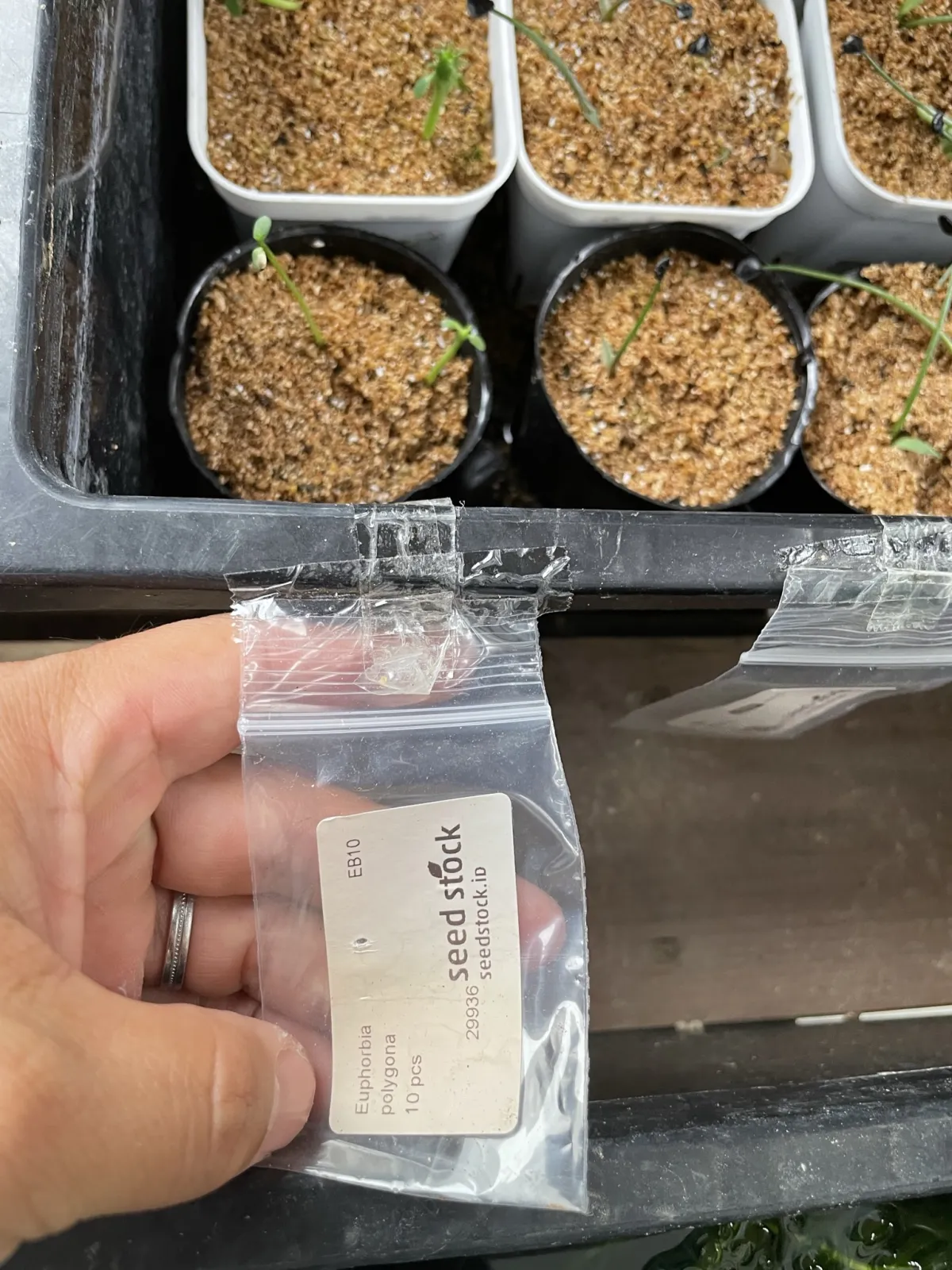 Euphorbia polygona (ユーフォルビア ポリゴナ)