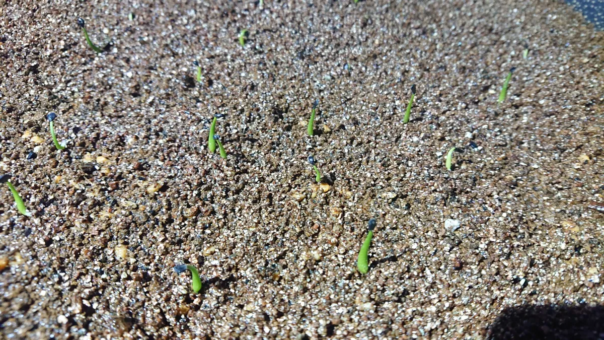 Agave utahensis var. nevadensis (アガベ ユタエンシス ネヴァデンシス)