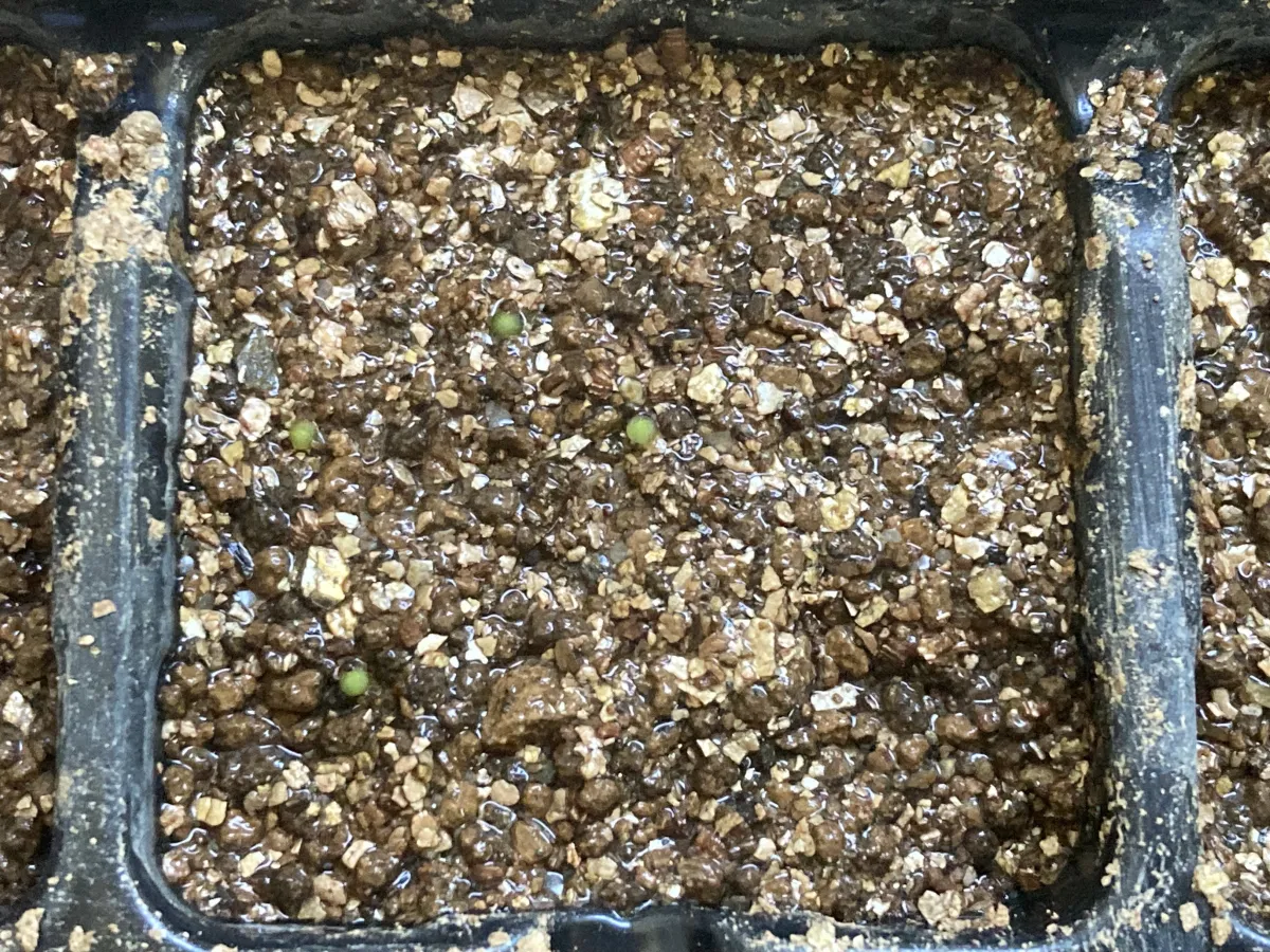 Blossfeldia liliputana var. alba var. alba (ブロスフェルディア リリプターナ アルバ)