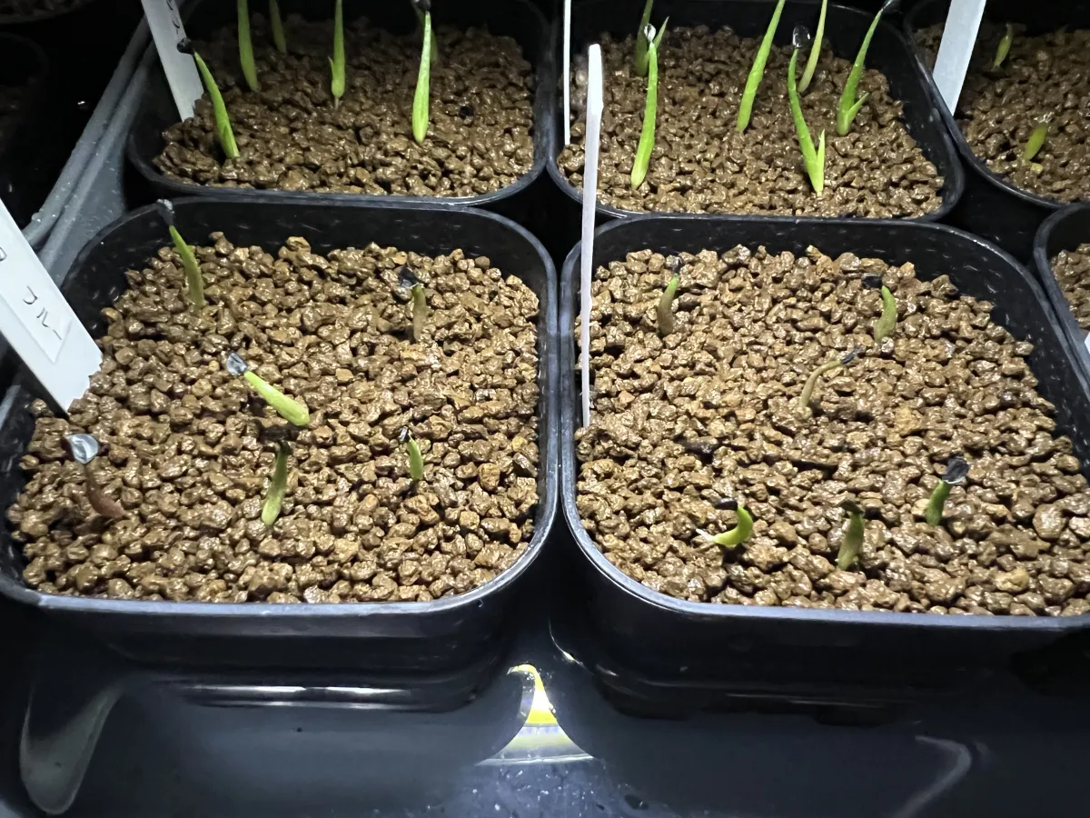 Agave titanota 'Blue' (アガベ チタノタブルー)