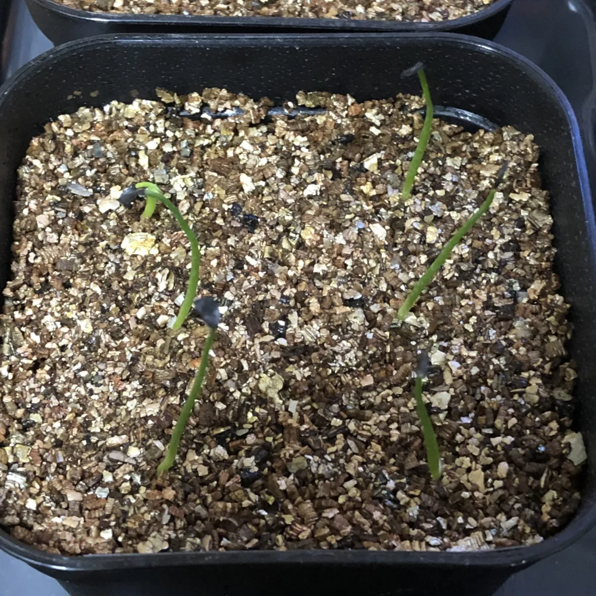 Agave geminiflora (アガベ ジェミニフローラ)