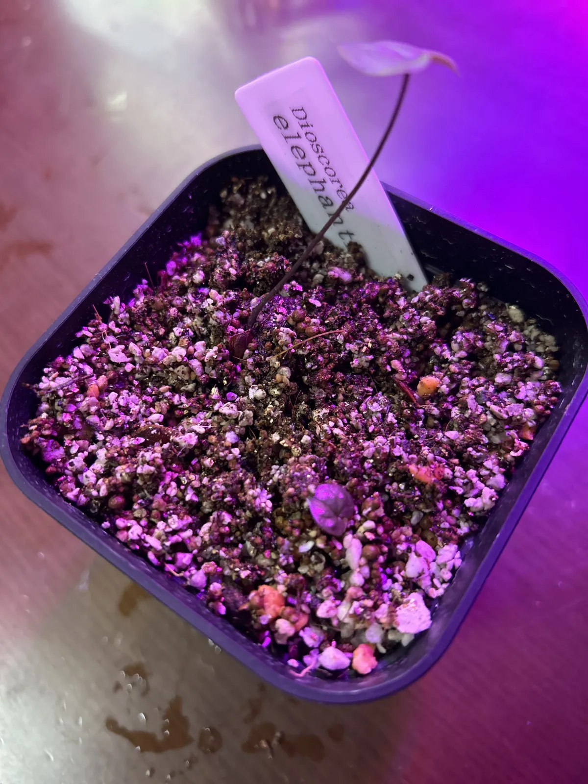 Dioscorea elephantipes (ディオスコレア エレファンティペス2023F)