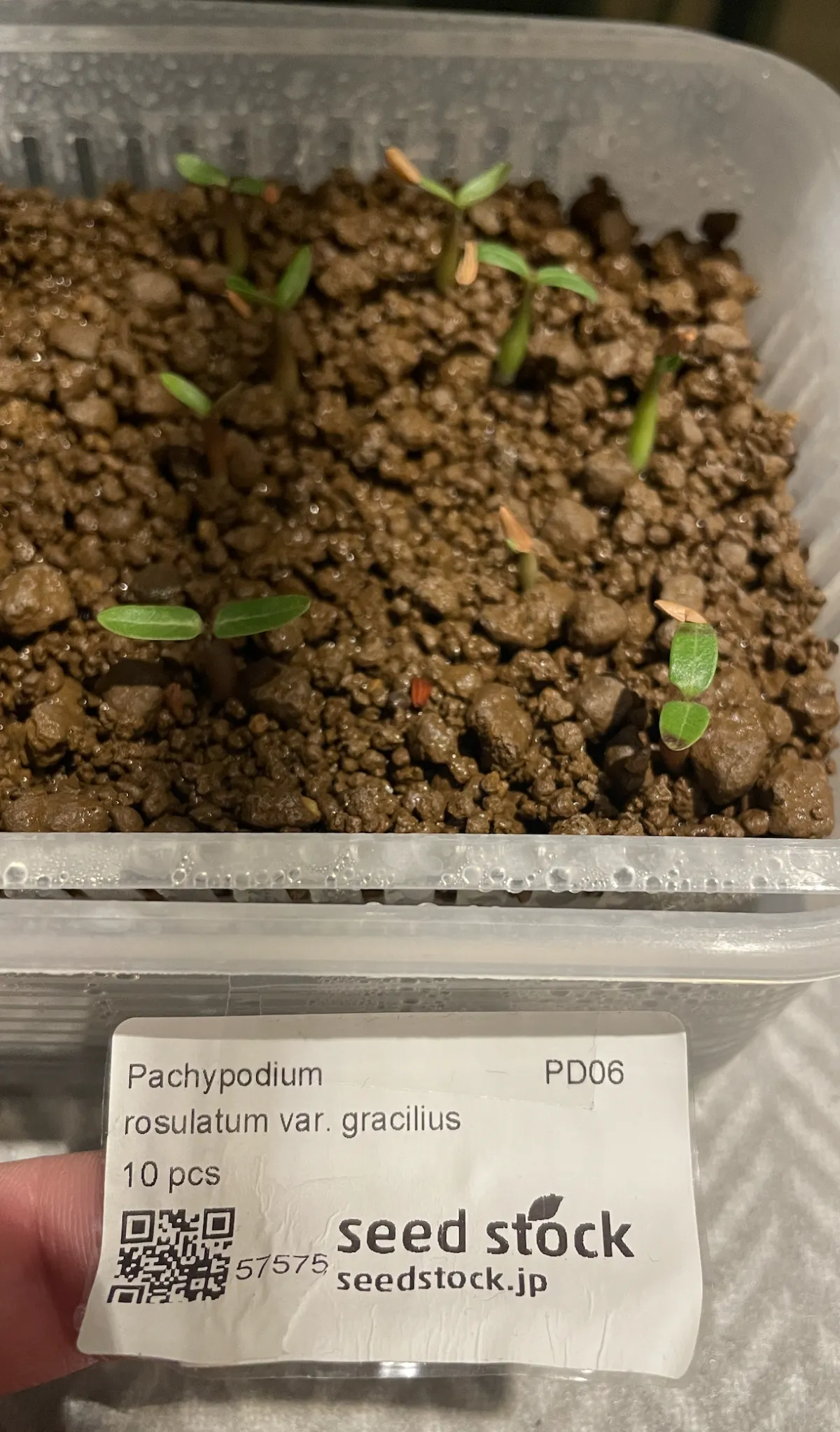 Pachypodium rosulatum var. gracilius (パキポディウム グラキリス)