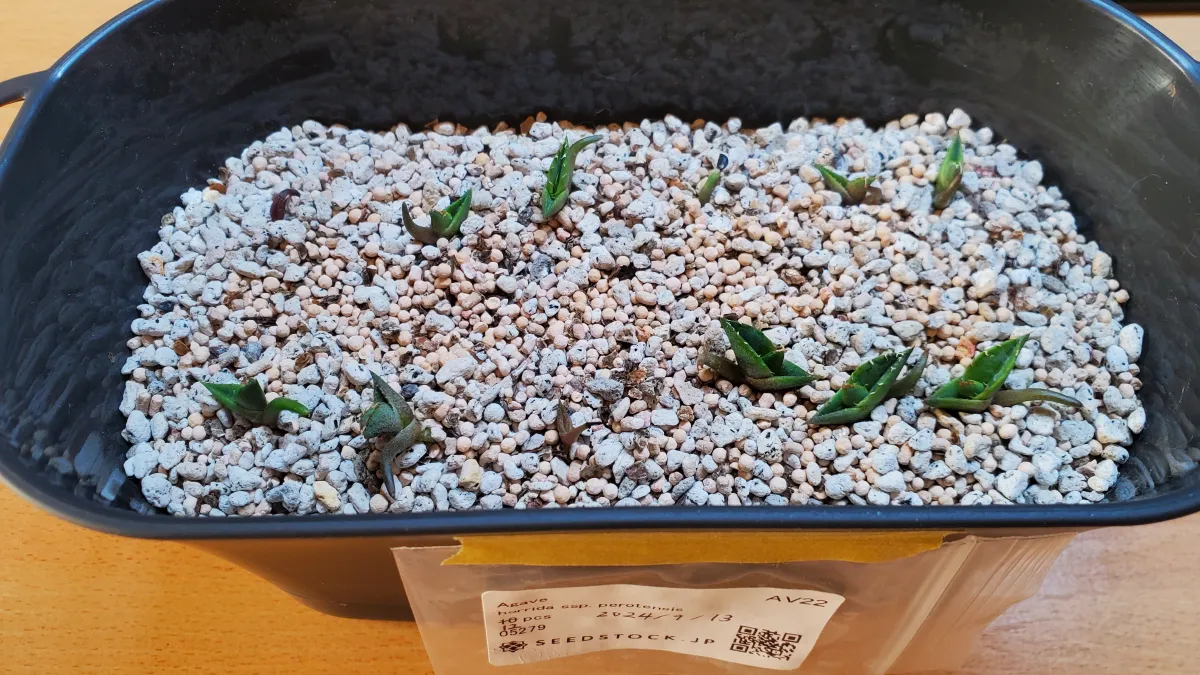 Agave horrida subsp. perotensis (アガベ ペロテンシス)