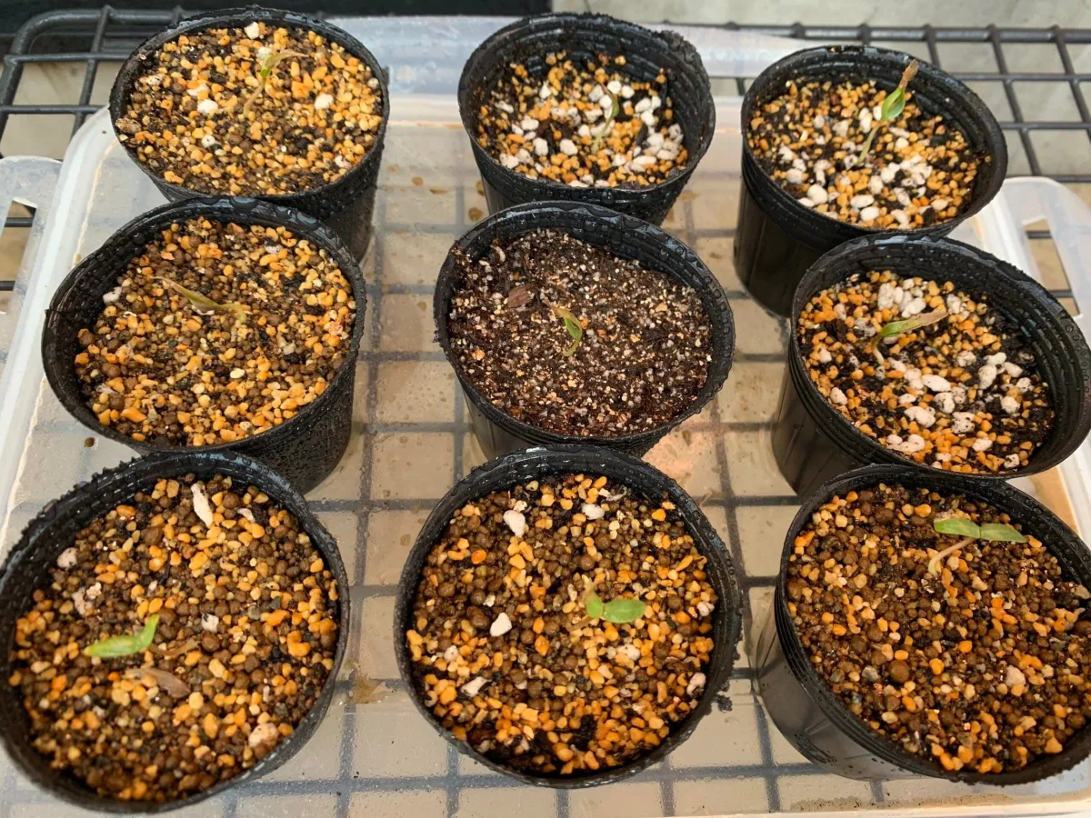 Fouquieria columnaris (フォークイエリア コルムナリス 観峰玉)