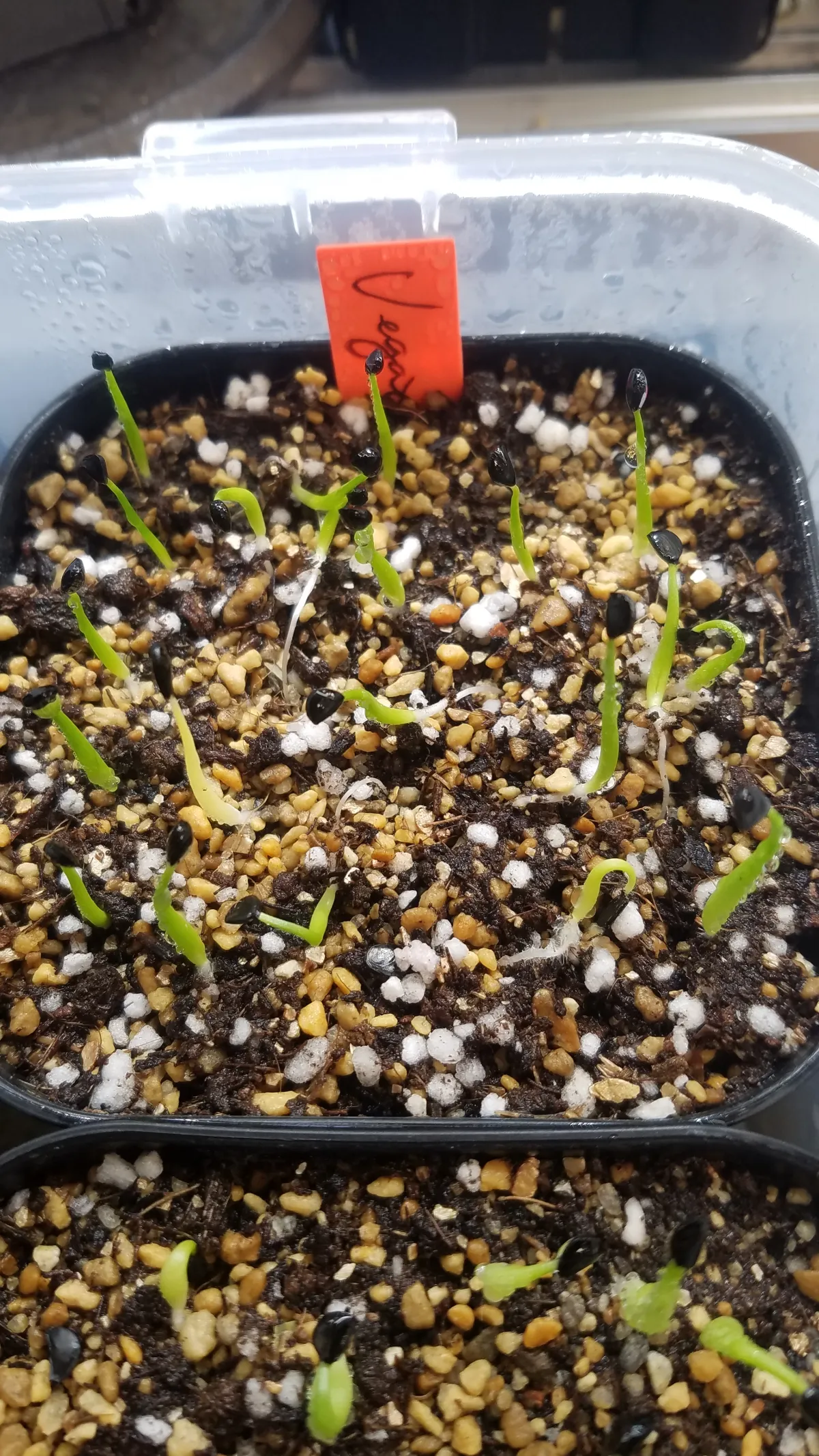 Agave utahensis var. eborispina 'Vegas' (アガベ エボリスピナ ヴェガス)