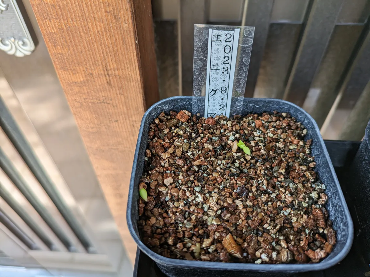 Pachypodium enigmaticum (パキポディウム エニグマチカム)