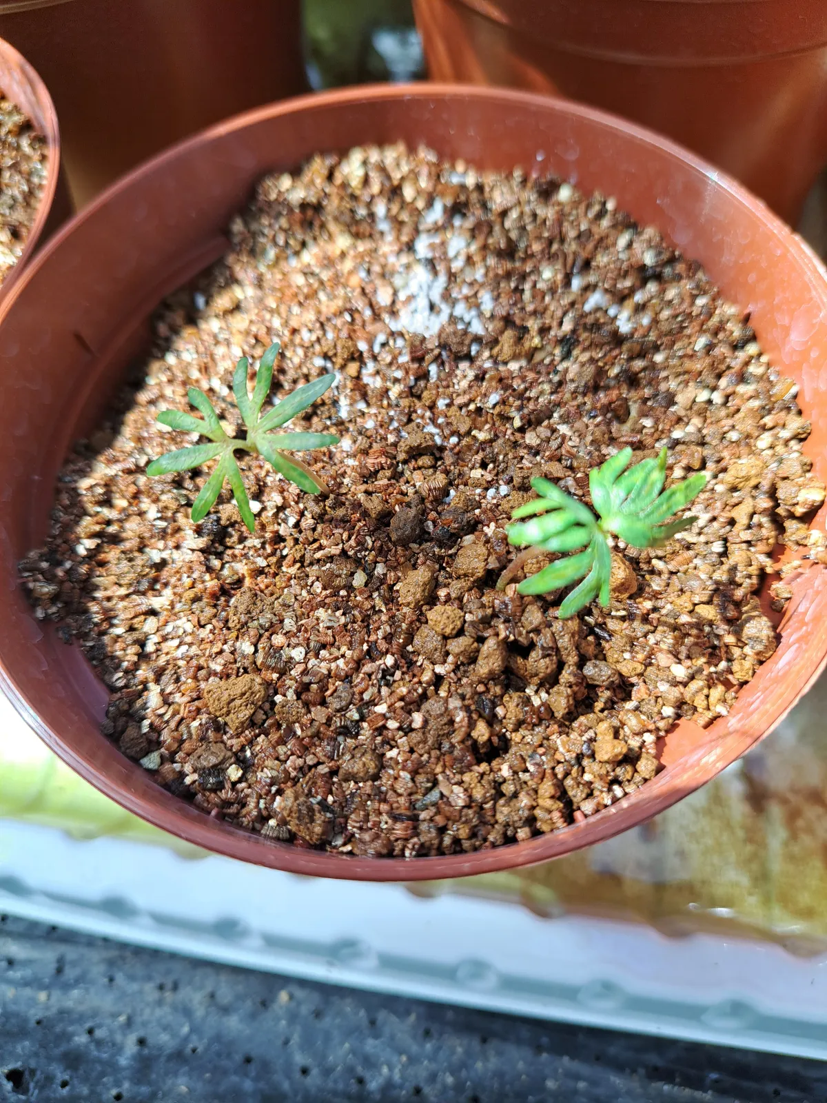 Boswellia neglecta (ボスウェリア ネグレクタ)