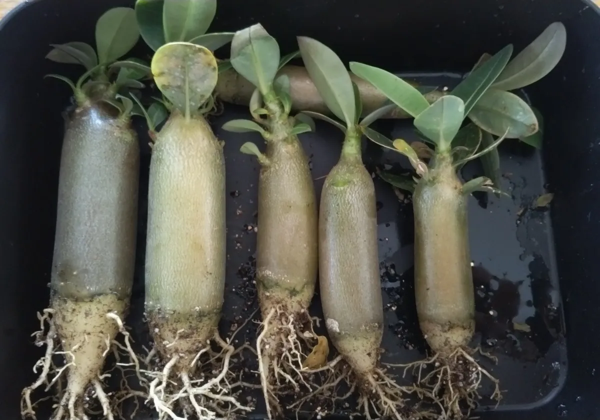 Adenium arabicum (アデニウム エイリアン)