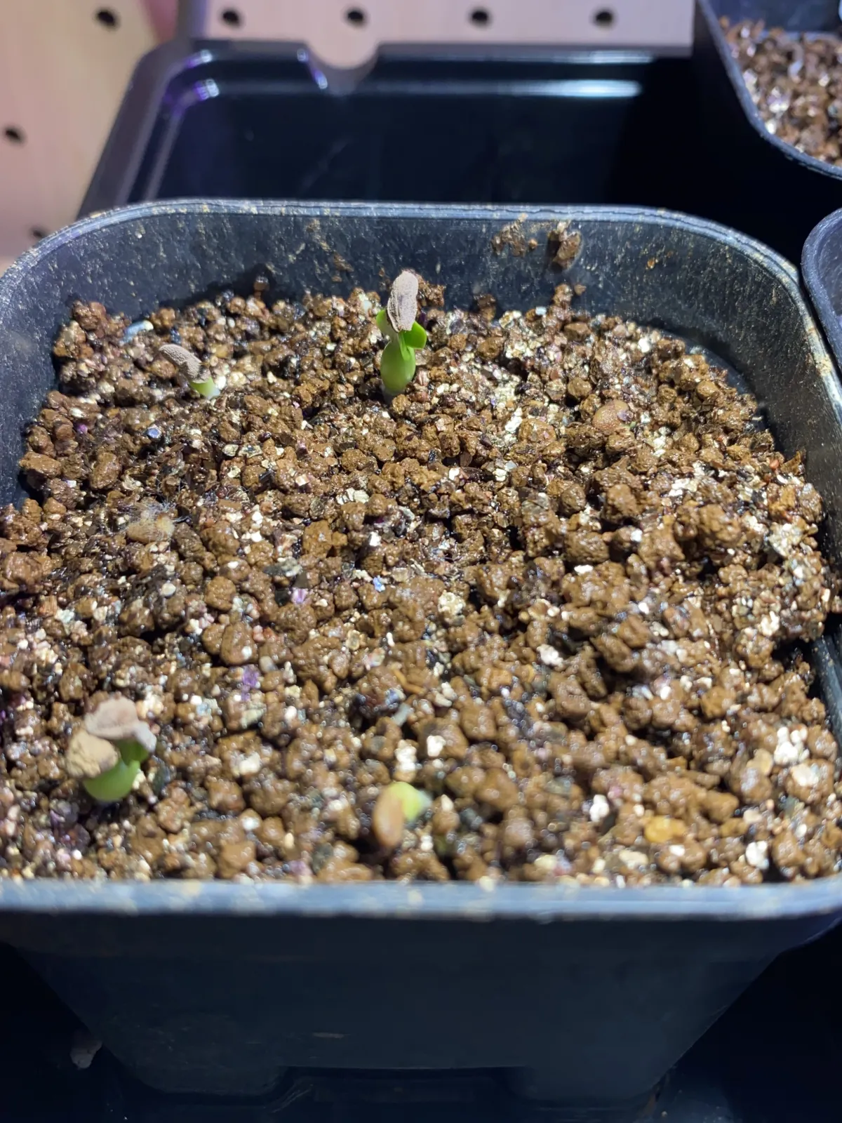 Pachypodium succulentum (パキポディウム サキュレンタム 天馬空)