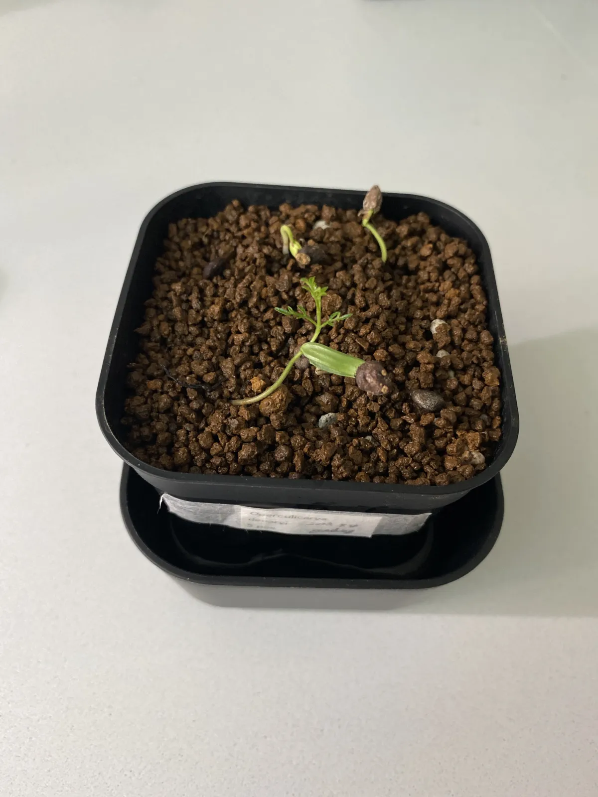 Operculicarya decaryi (オペルクリカリア デカリー)