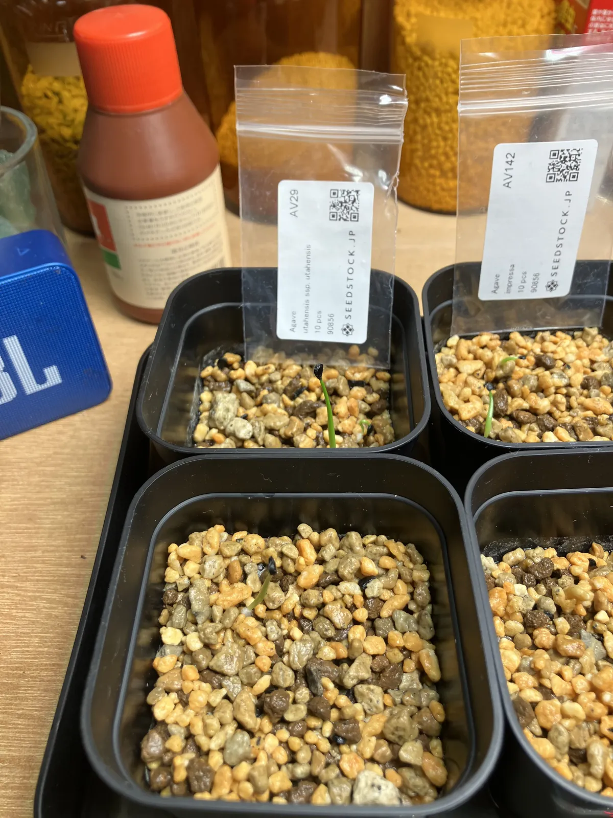 Agave utahensis ssp. utahensis (アガベ ユタエンシス)