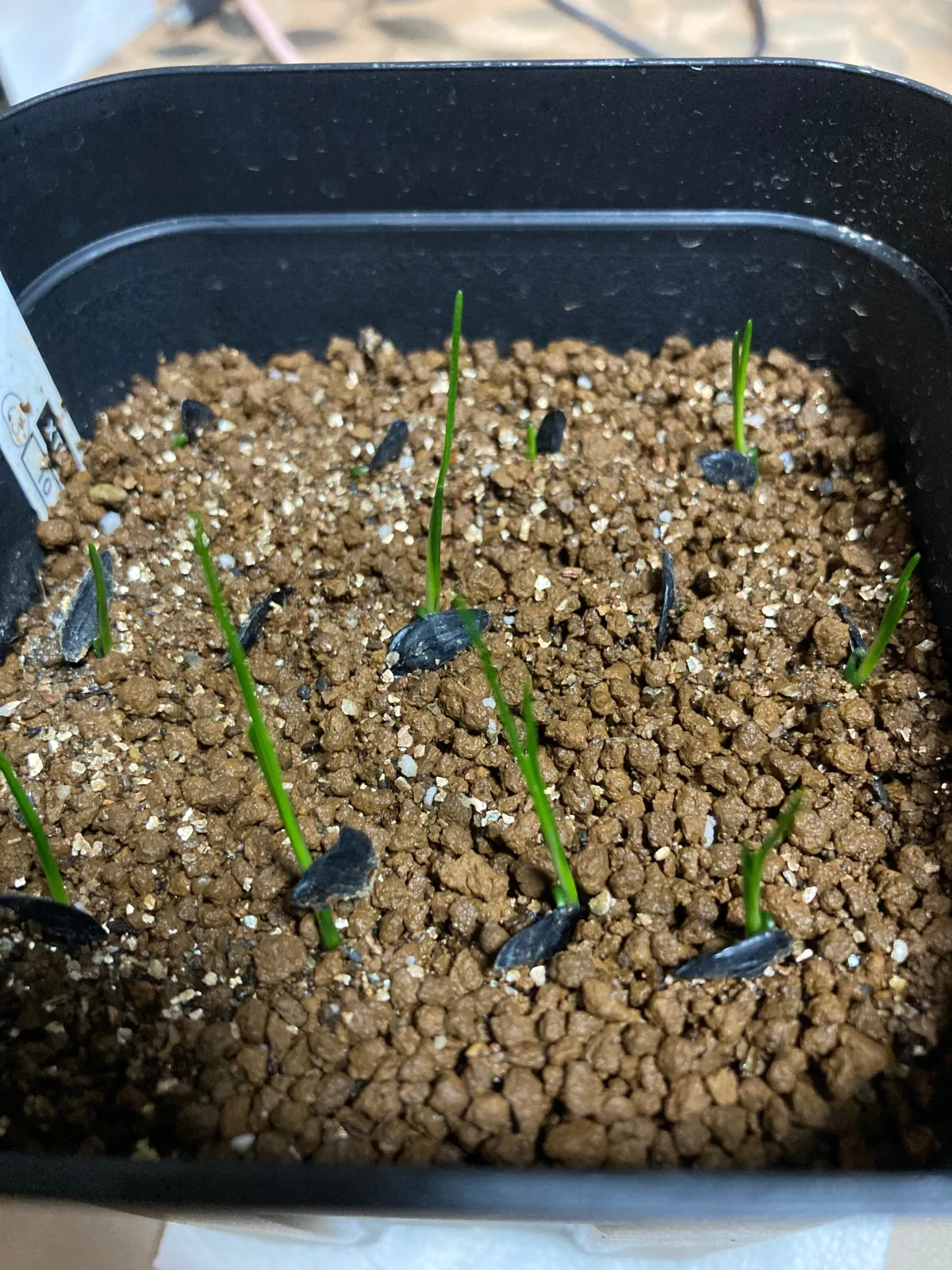 Xanthorrhoea preissii (ザントロエア プレイシー)