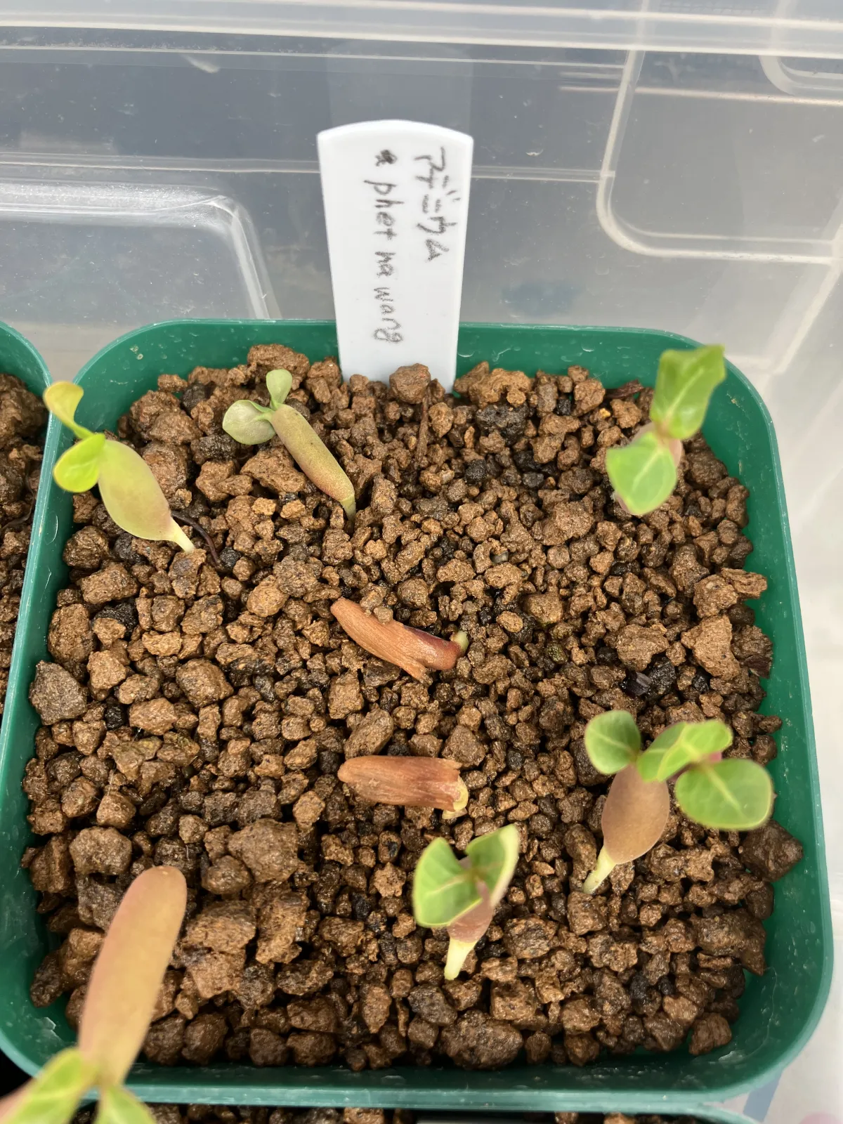 Adenium arabicum (アデニウム アラビカム)