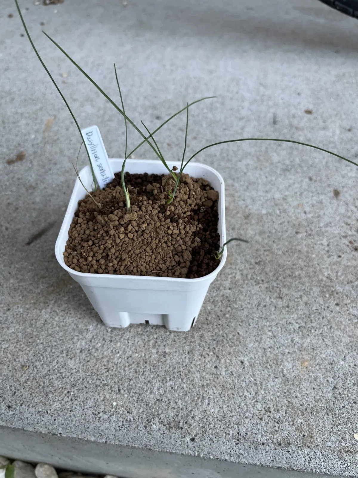 Dasylirion serratifolium (ダシリリオン セラティフォリウム)