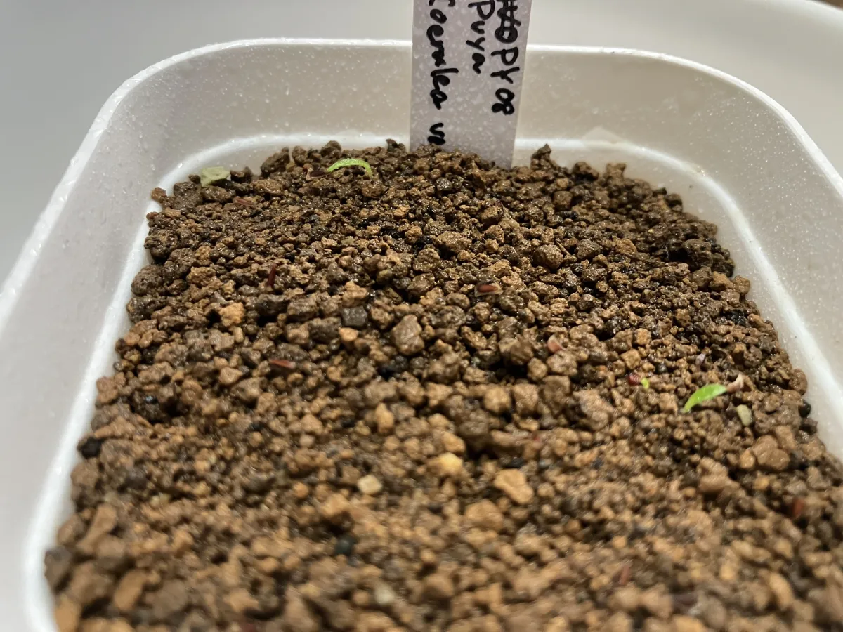 Puya coerulea var. coerulea Silver Puya, Pink Torch Puya (プヤ セルーレア)