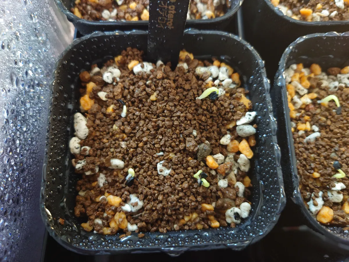 Agave titanota 'Blue' (アガベ チタノタブルー)