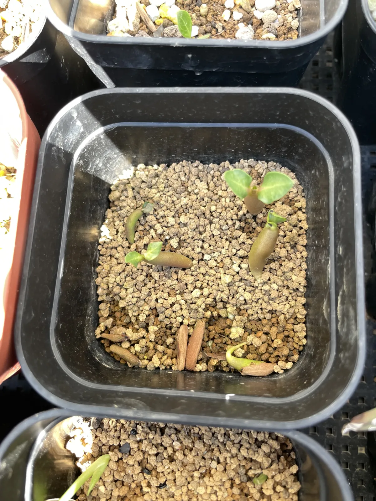 Adenium somalense var. black black (アデニウム ブラックソマレンセ)